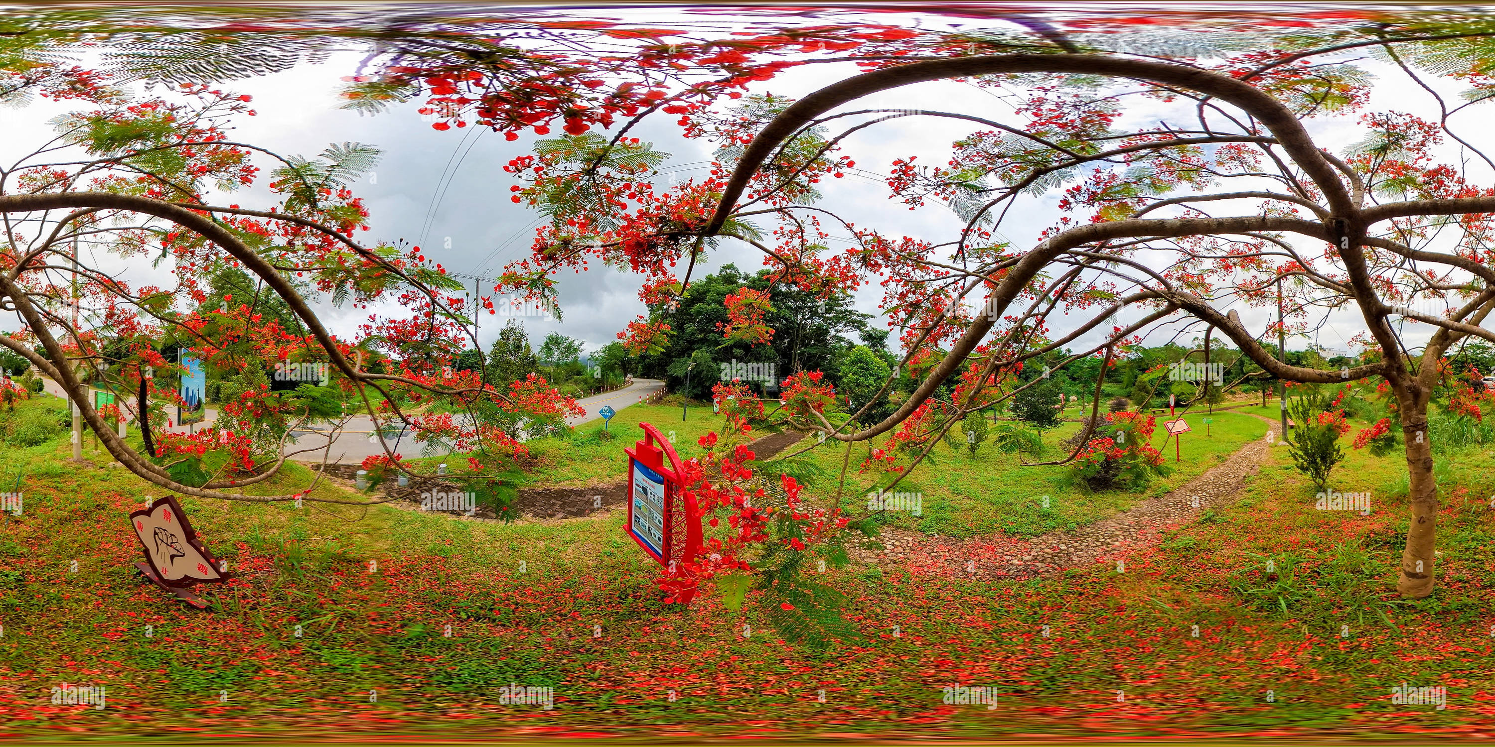 360° view of Phoenix flowers blooming by the roadside 路边盛开的凤凰花 Alamy