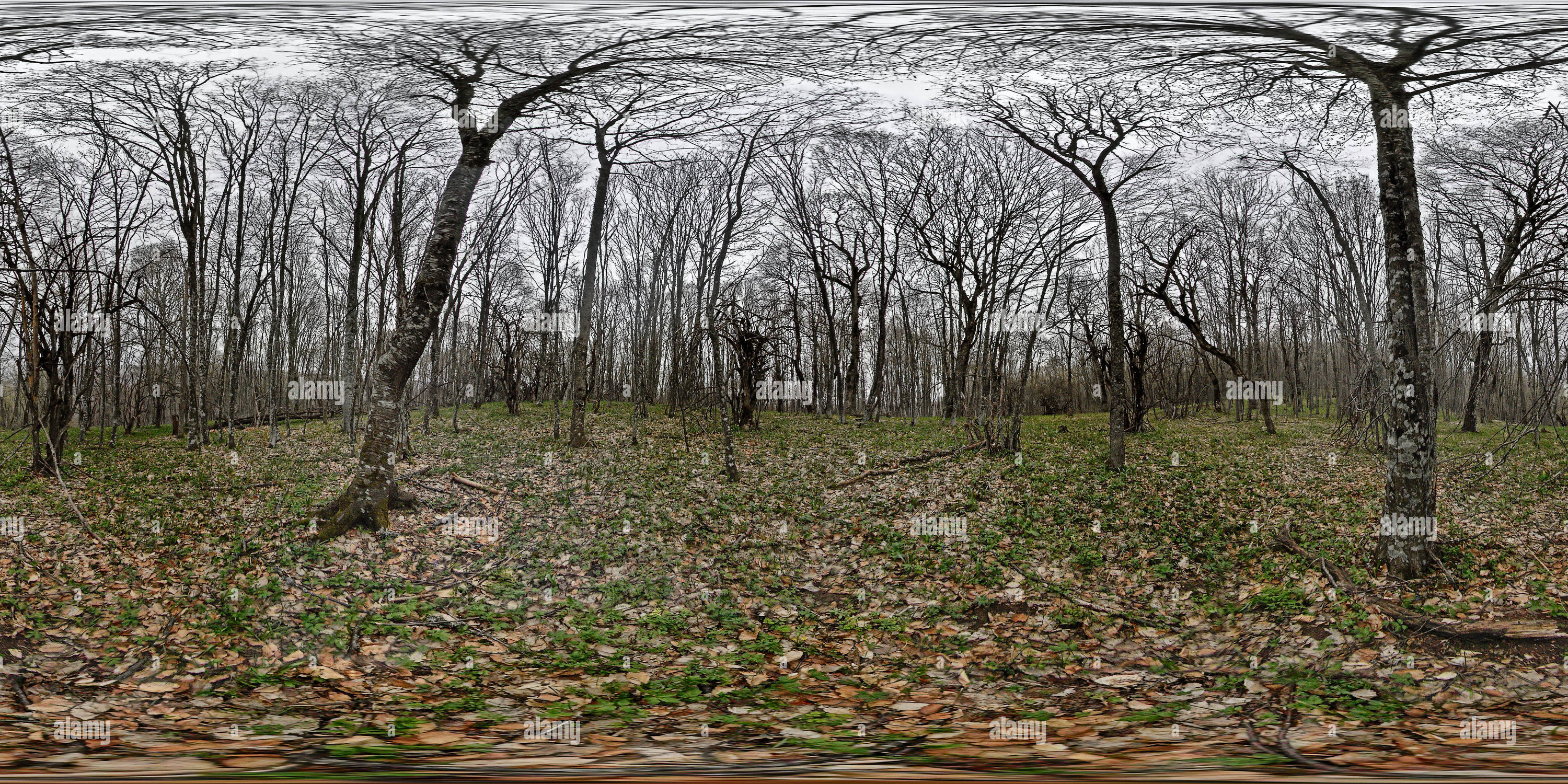 360-view-of-mountain-forest-02-alamy