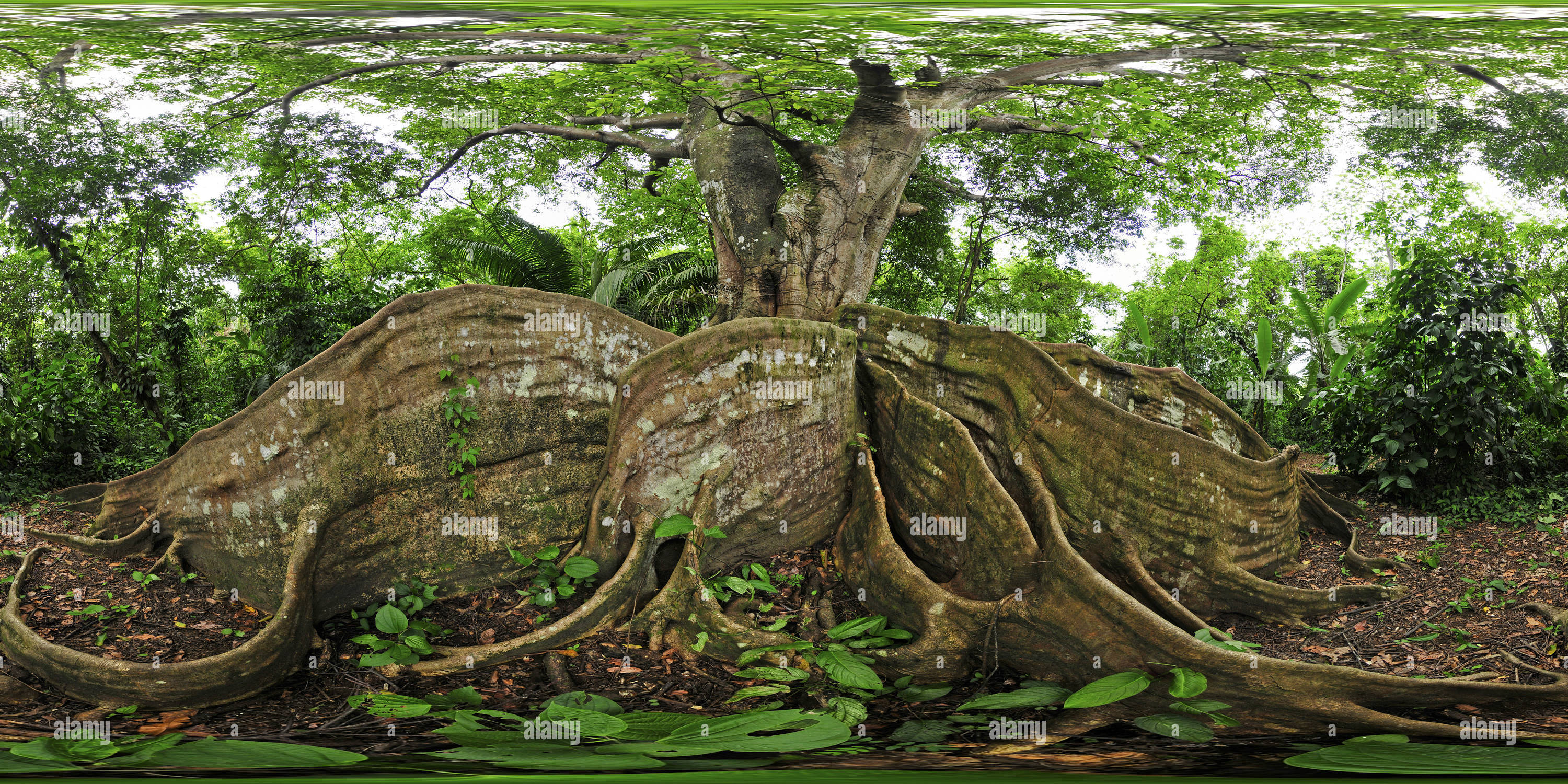 360 degree panoramic view of Chilamate Ficus Tree at Hacienda Baru in Dominical, Costa Rica
