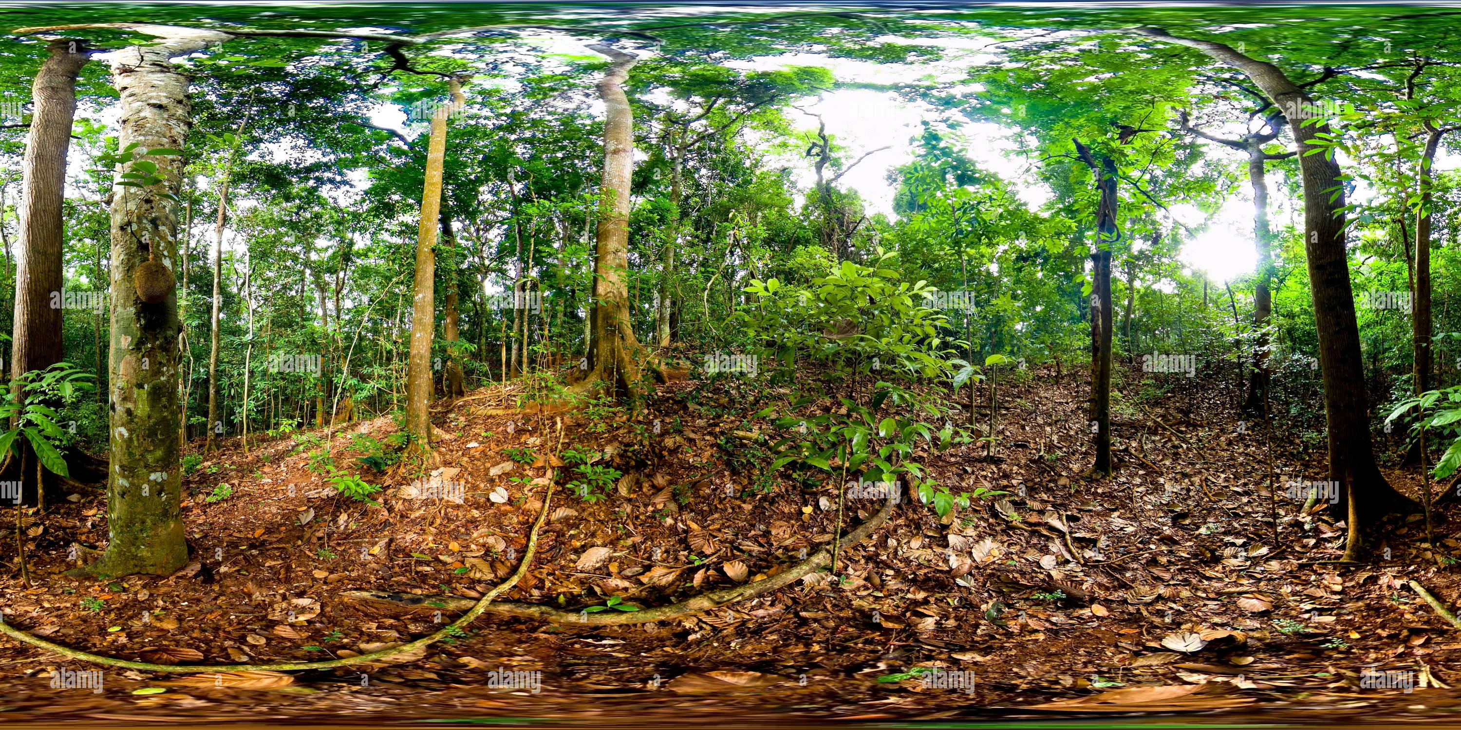 360 degree panoramic view of Rainforest in the Sri Lanka.