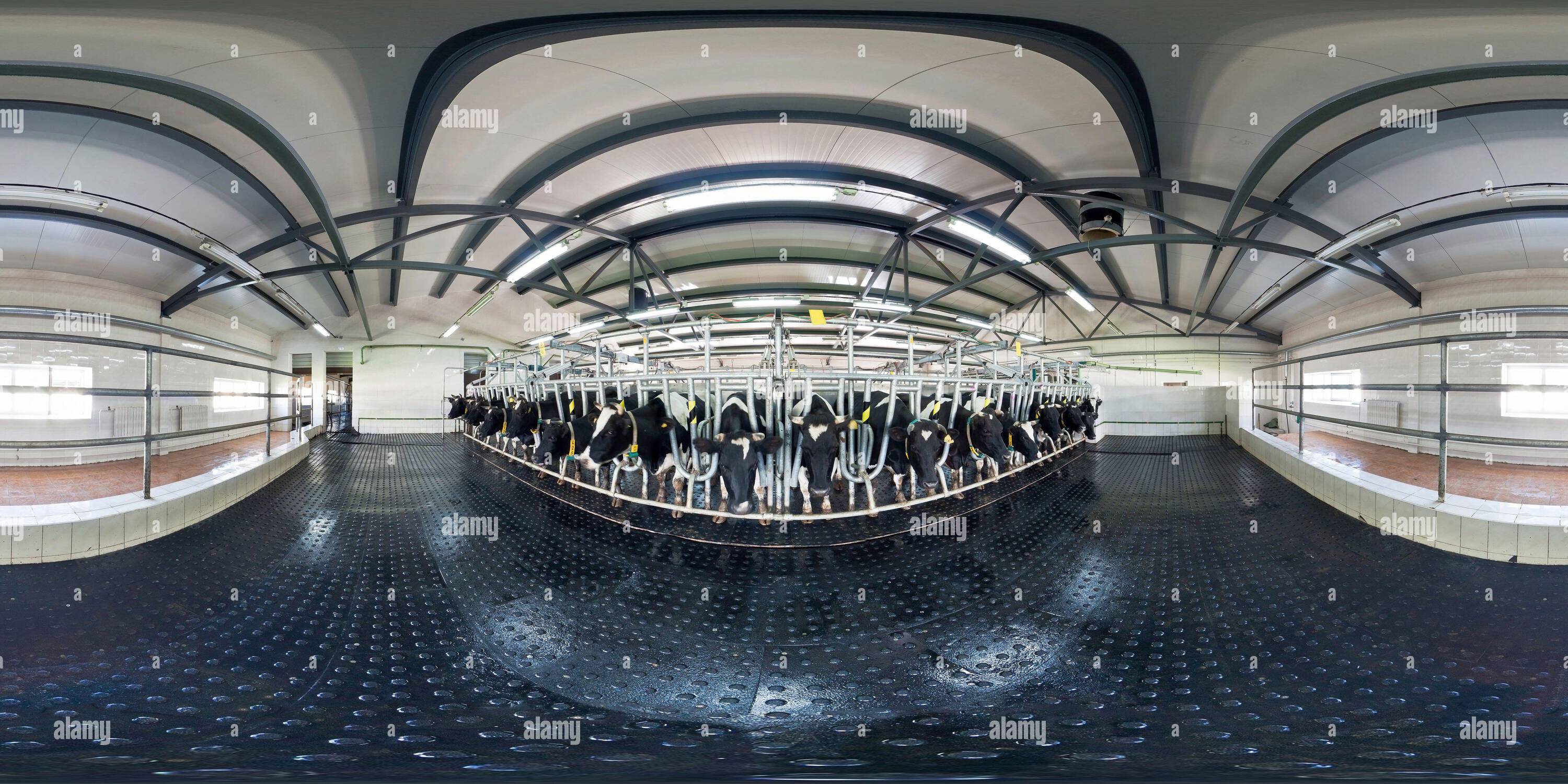 360° view of full seamless 360 panorama inside of interior of cowshed