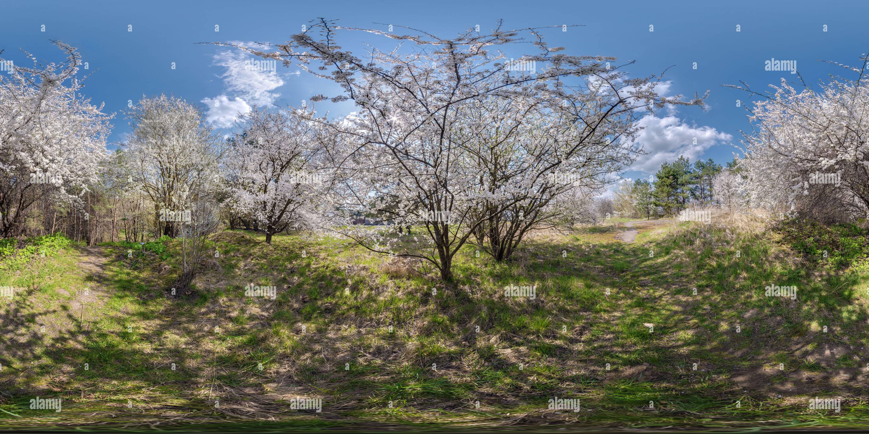 360° View Of Full Seamless Spherical Hdri 360 Panorama View In Cherry ...