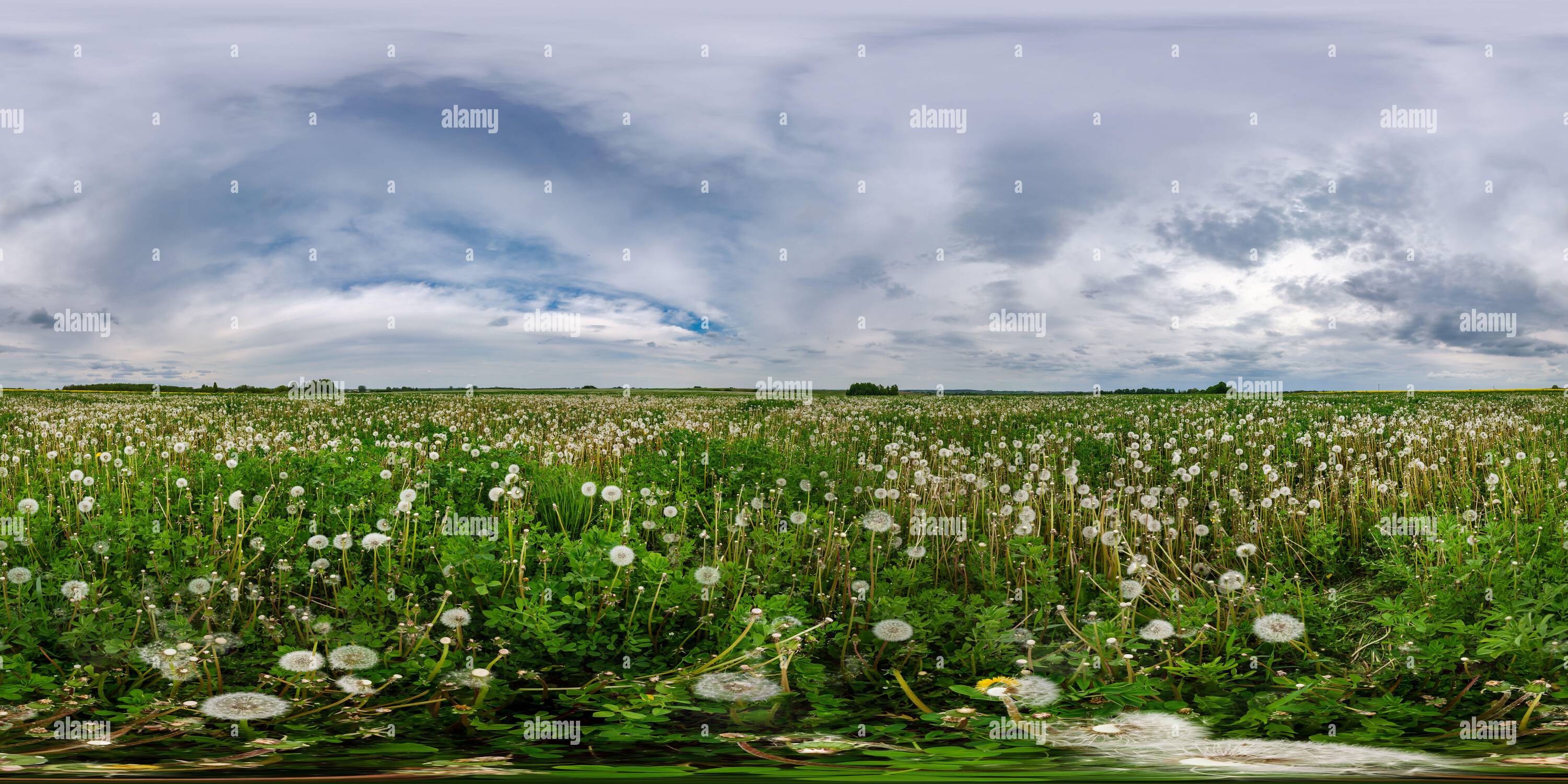 360 degree panoramic view of full seamless spherical 360 hdri panorama view among dandelions fields in spring day with overcast sky in equirectangular projection, ready for VR AR