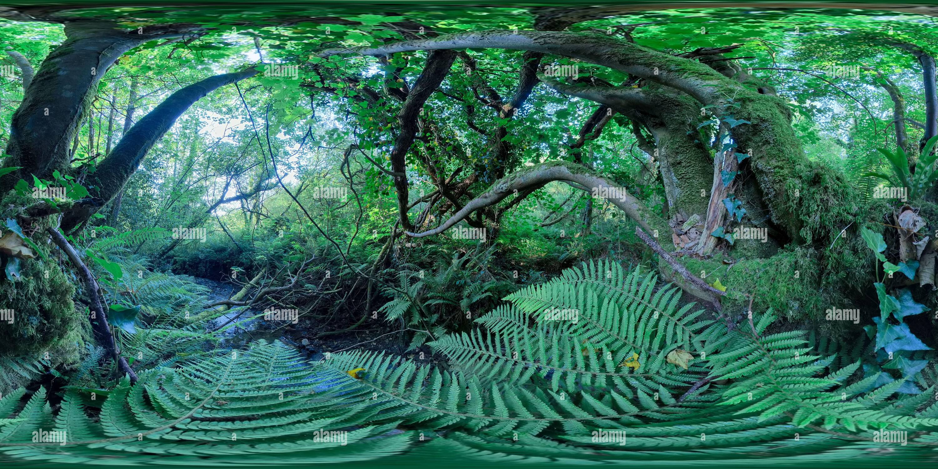 360 degree panoramic view of Jurassic Forest Vegetation by The River on Hartlands Coast