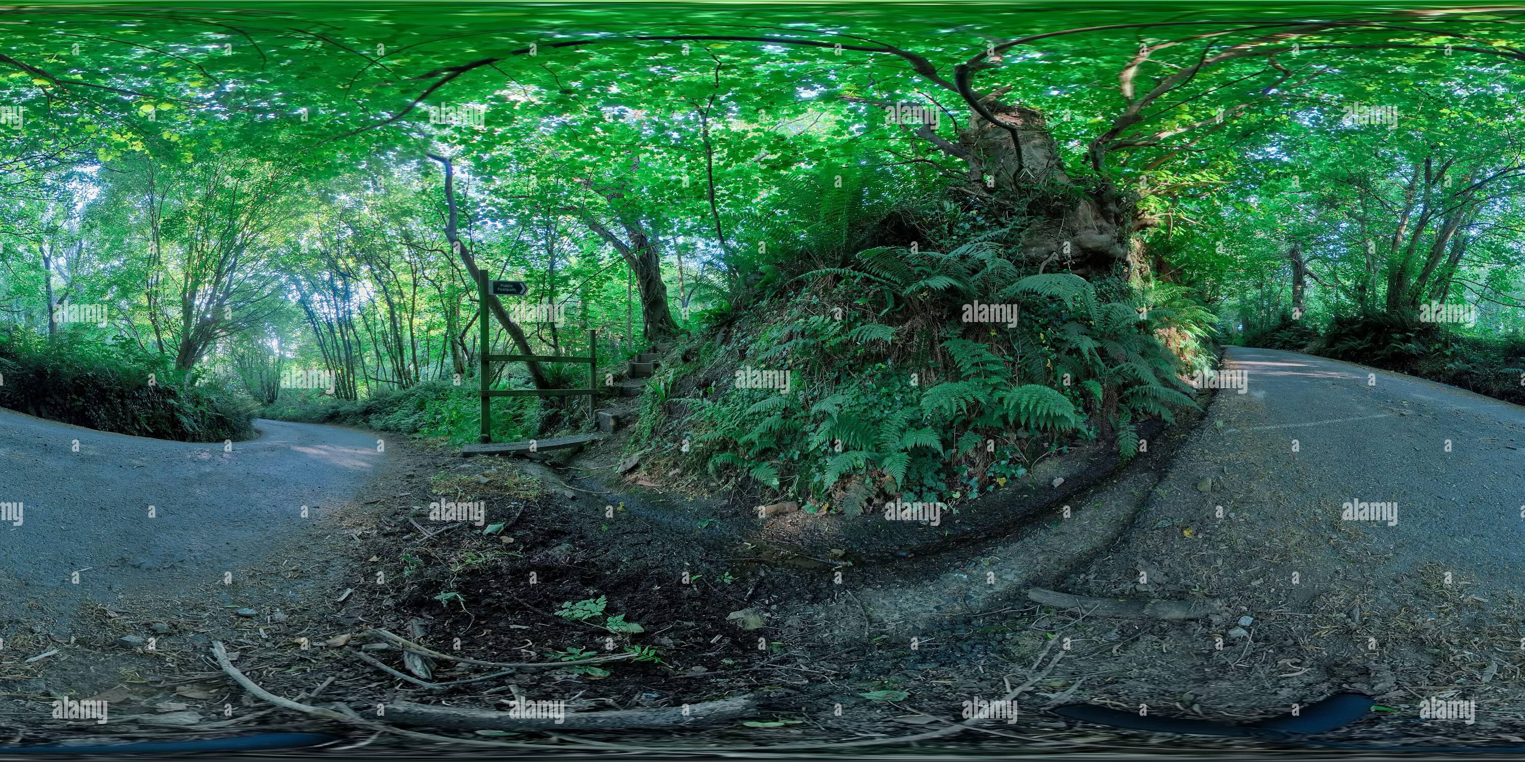 360 degree panoramic view of Curvy Road Pass Throe Jurassic Forest at Hartlands Coast