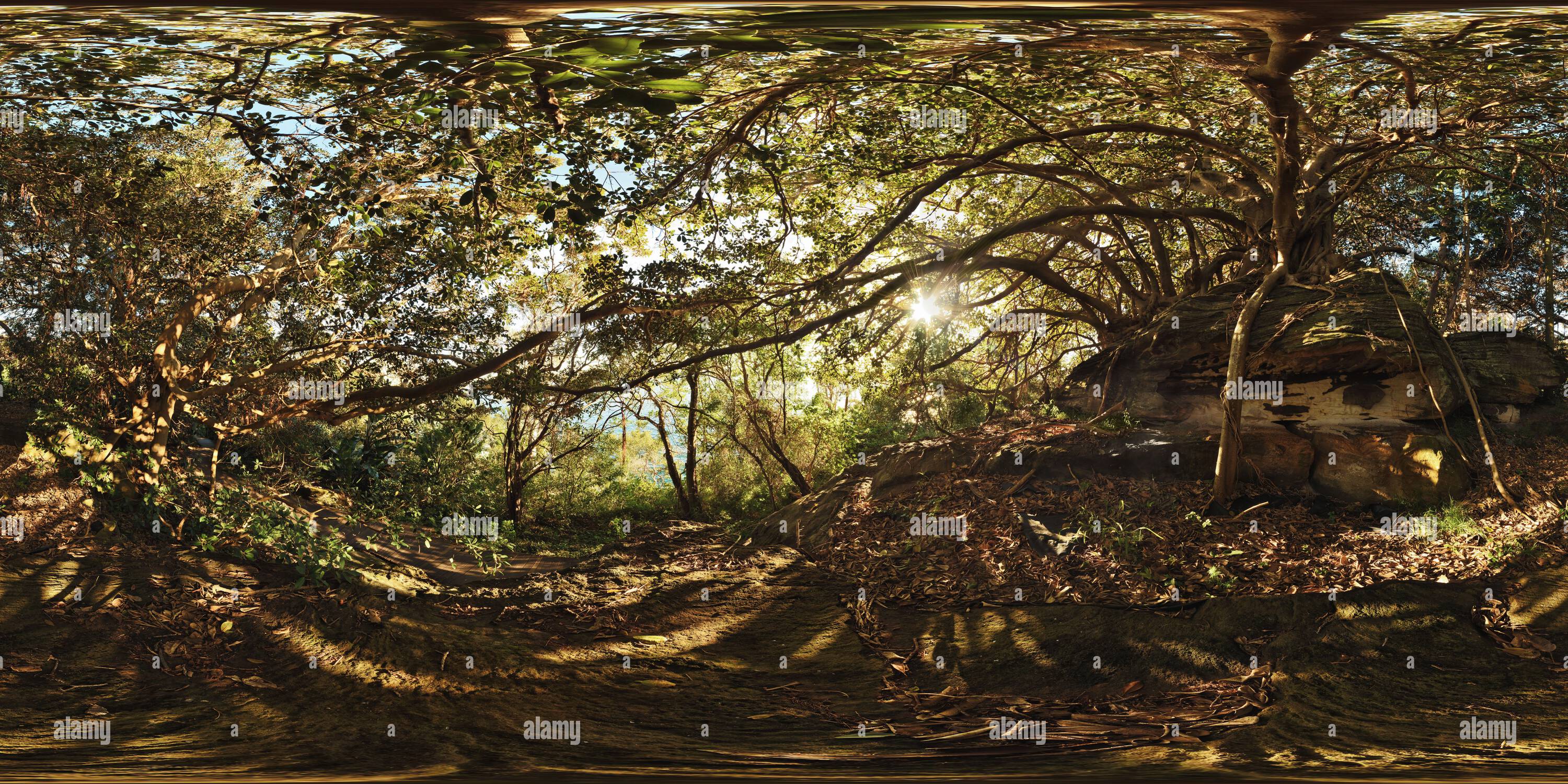 360 degree panoramic view of Under the Canopy of a Port Jackson Fig on a Rock shelf, Hermitage Foreshore Walk, Rose Bay, Sydney, Australia