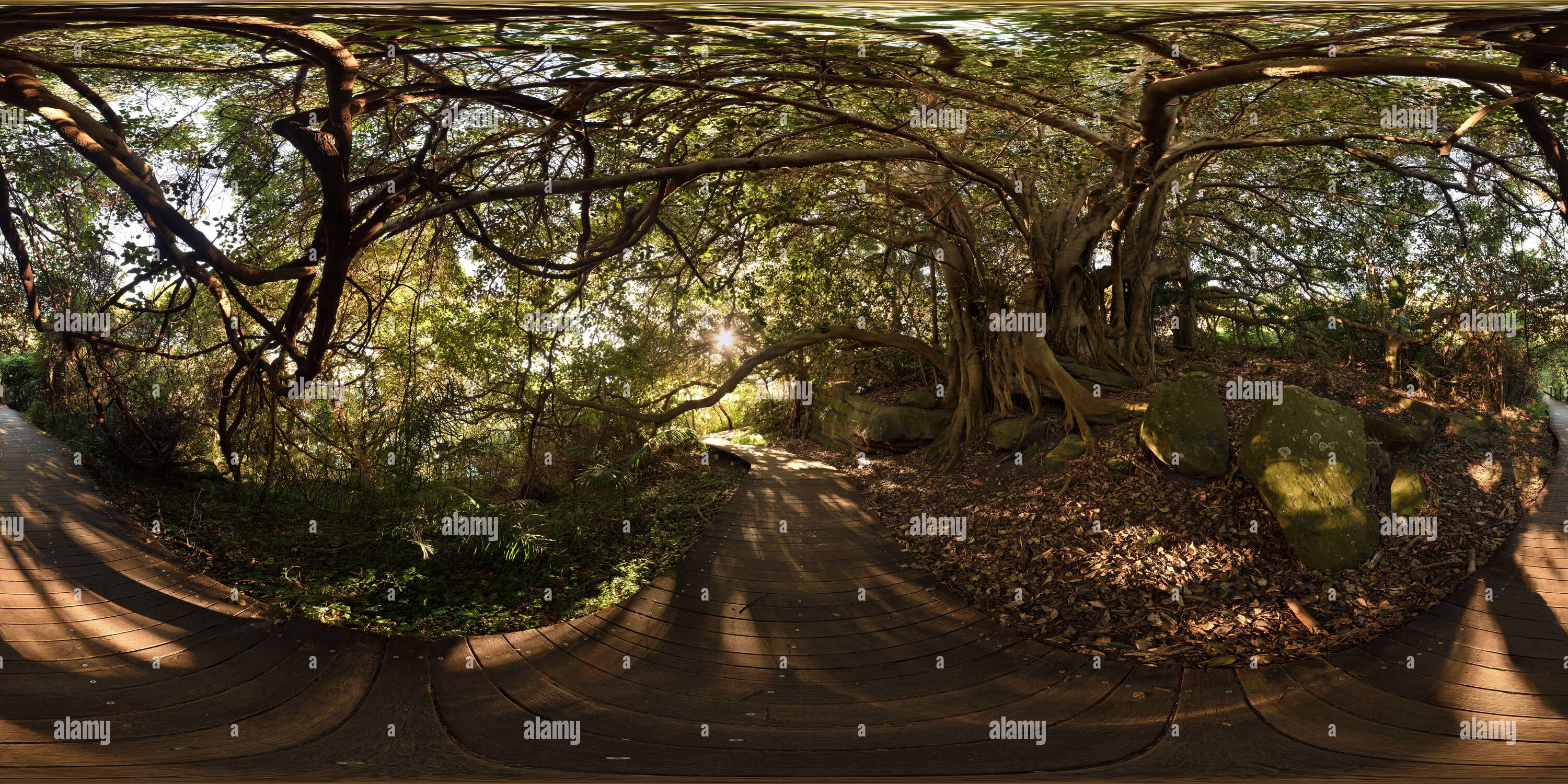 360 degree panoramic view of A 360° panorama from the boardwalk under the Canopy of a Port Jackson Fig on a Rock shelf, Hermitage Foreshore Walk, Rose Bay, Sydney