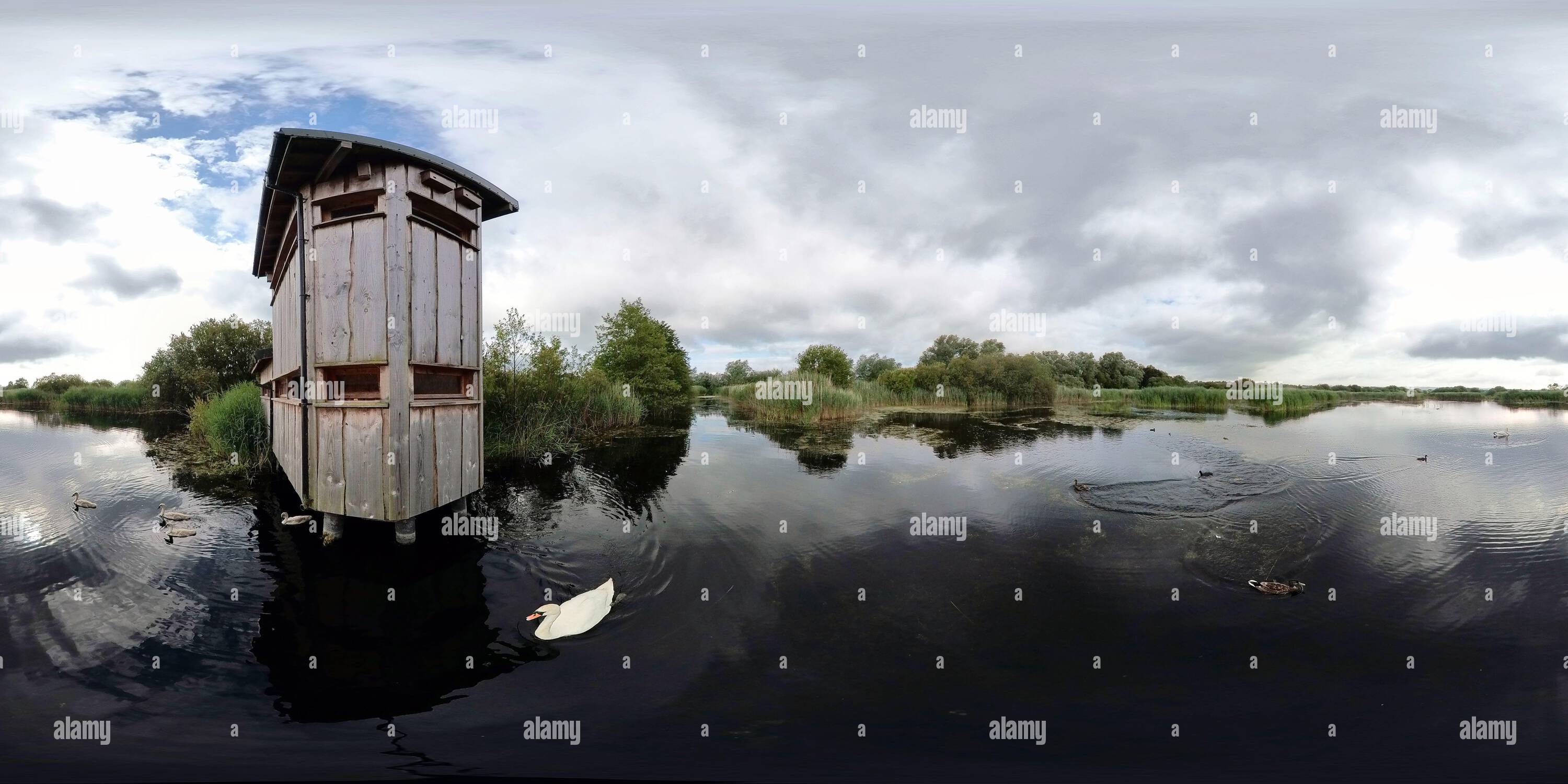 360 degree panoramic view of Early Water Bird in Action Outside North Hide in Westhay Moor National Nature Reserve
