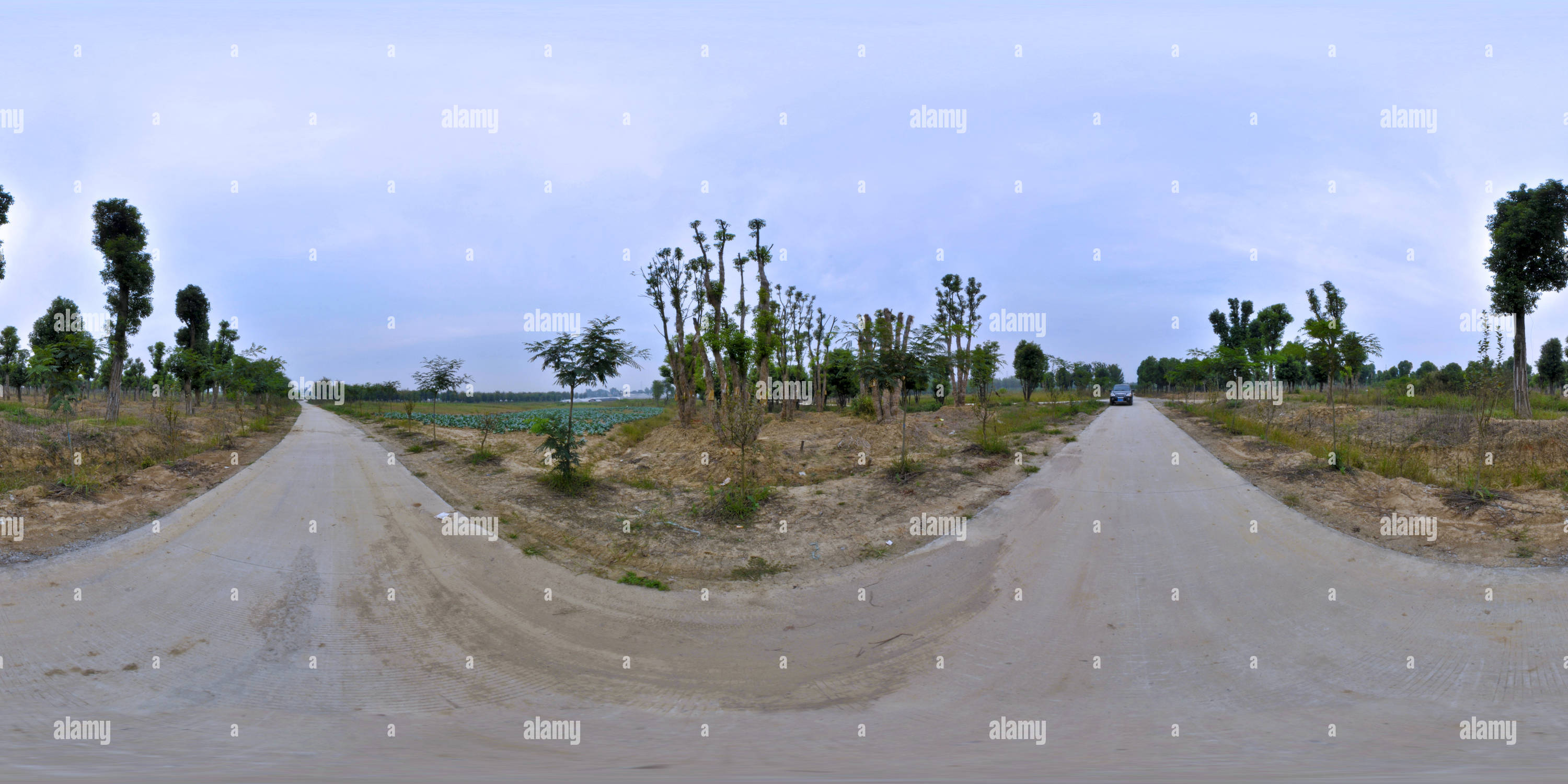 360 degree panoramic view of Ulmus parvifolia (194) 分杈榔榆
