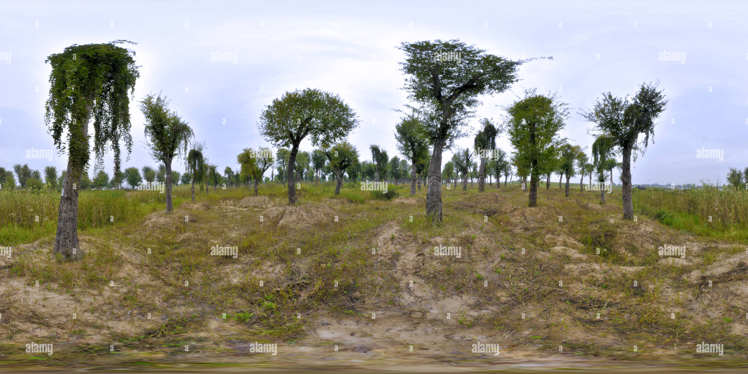 360 degree panoramic view of Ulmus parvifolia (206) 垂枝榔榆