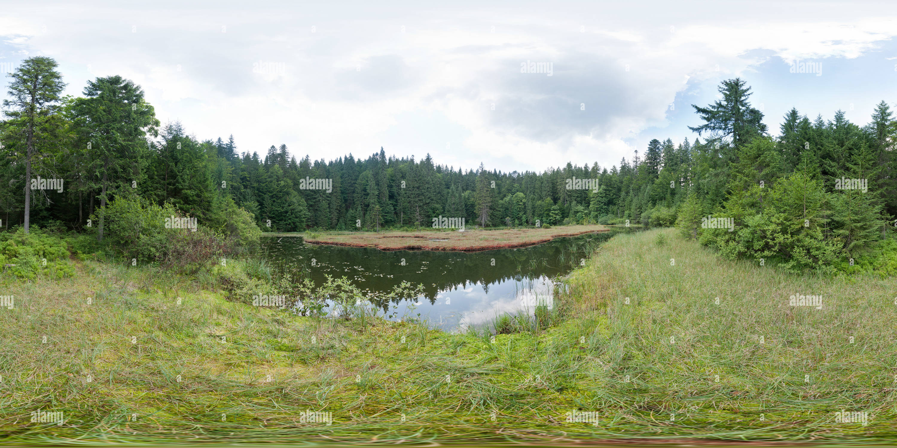 360° view of Wild lake. Grassy shore Alamy