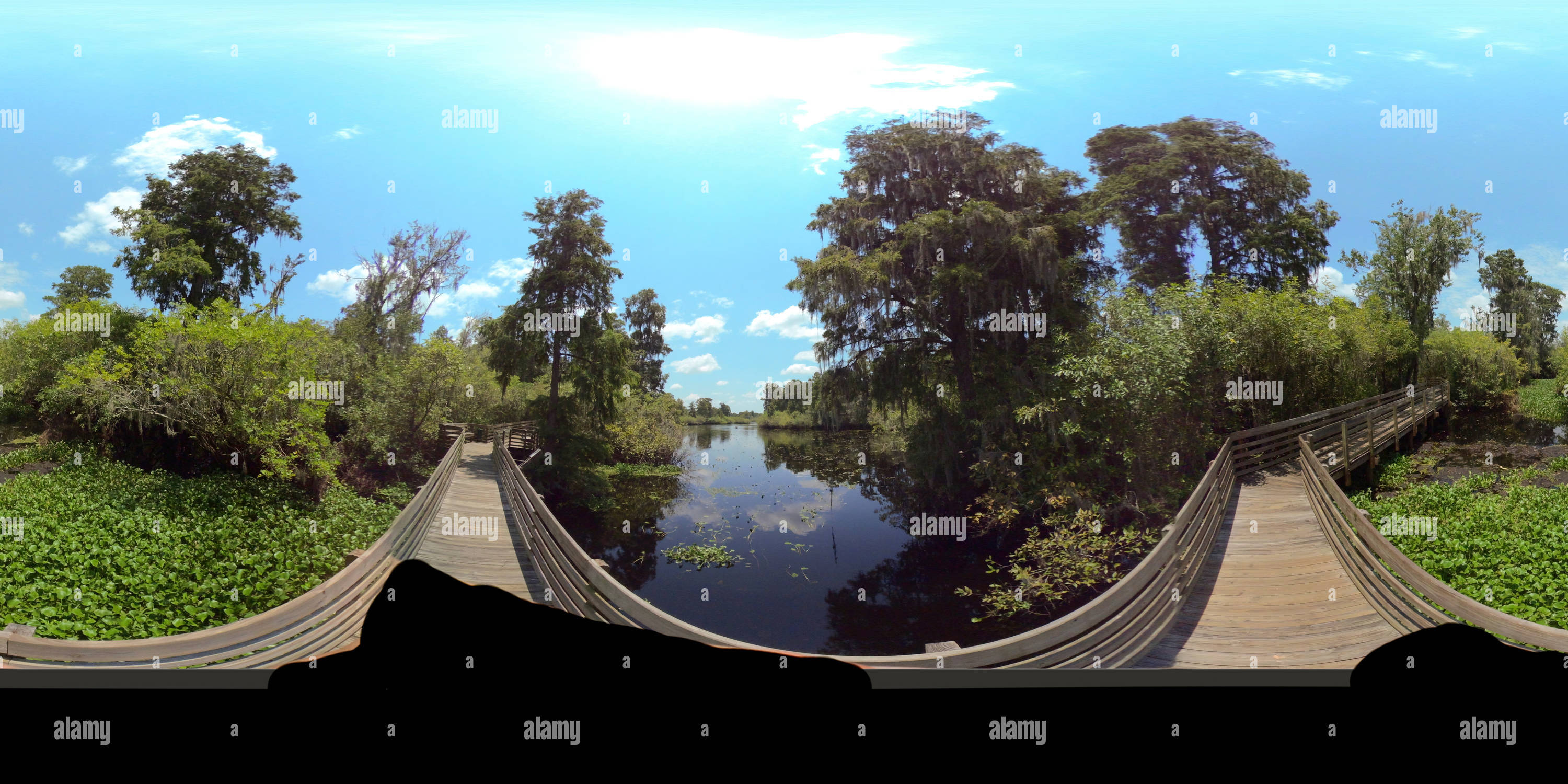 360° view of Lettuce Lake Park, Boardwalk, Tampa Florida Alamy