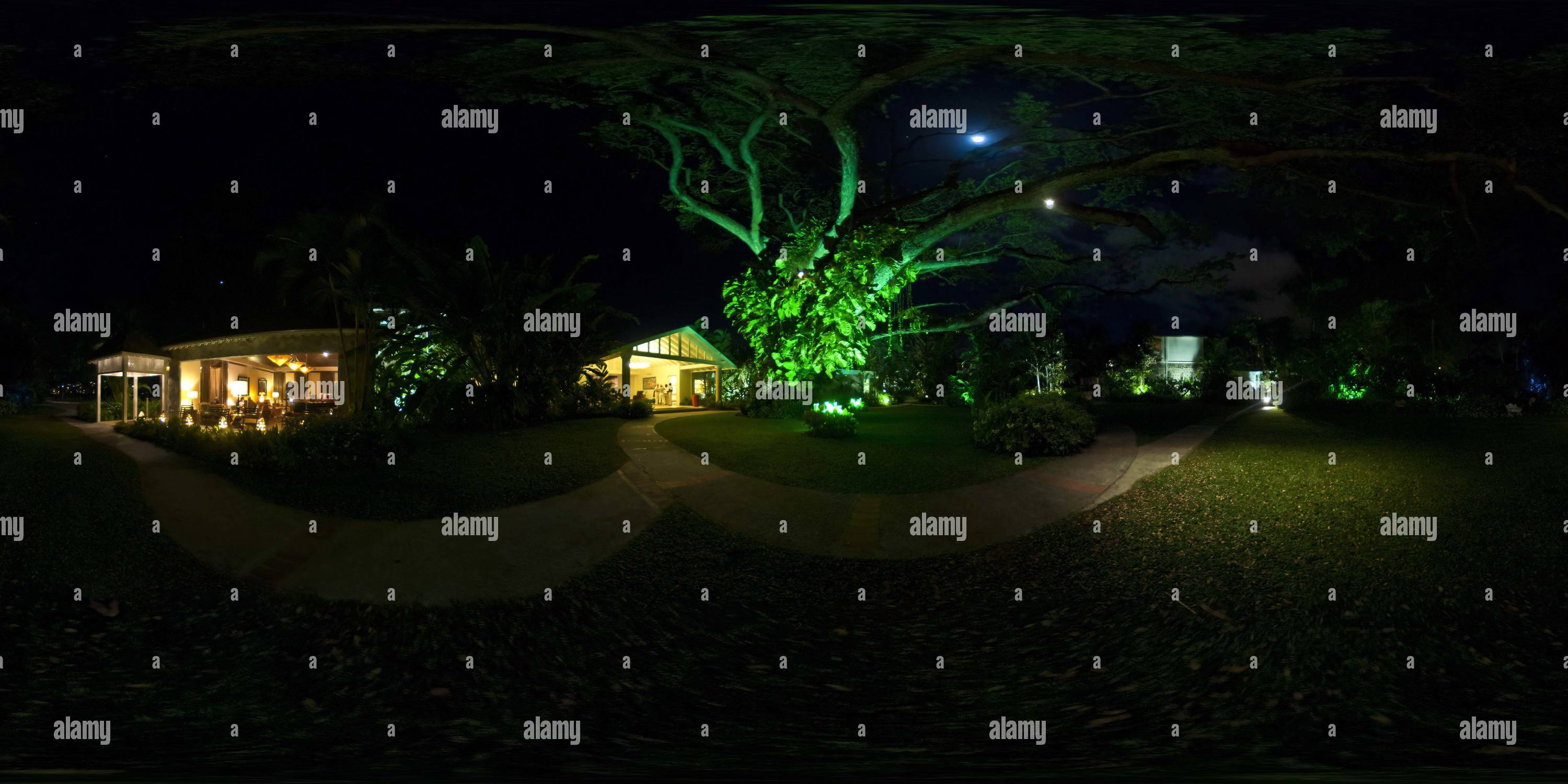 360 degree panoramic view of Samaan tree