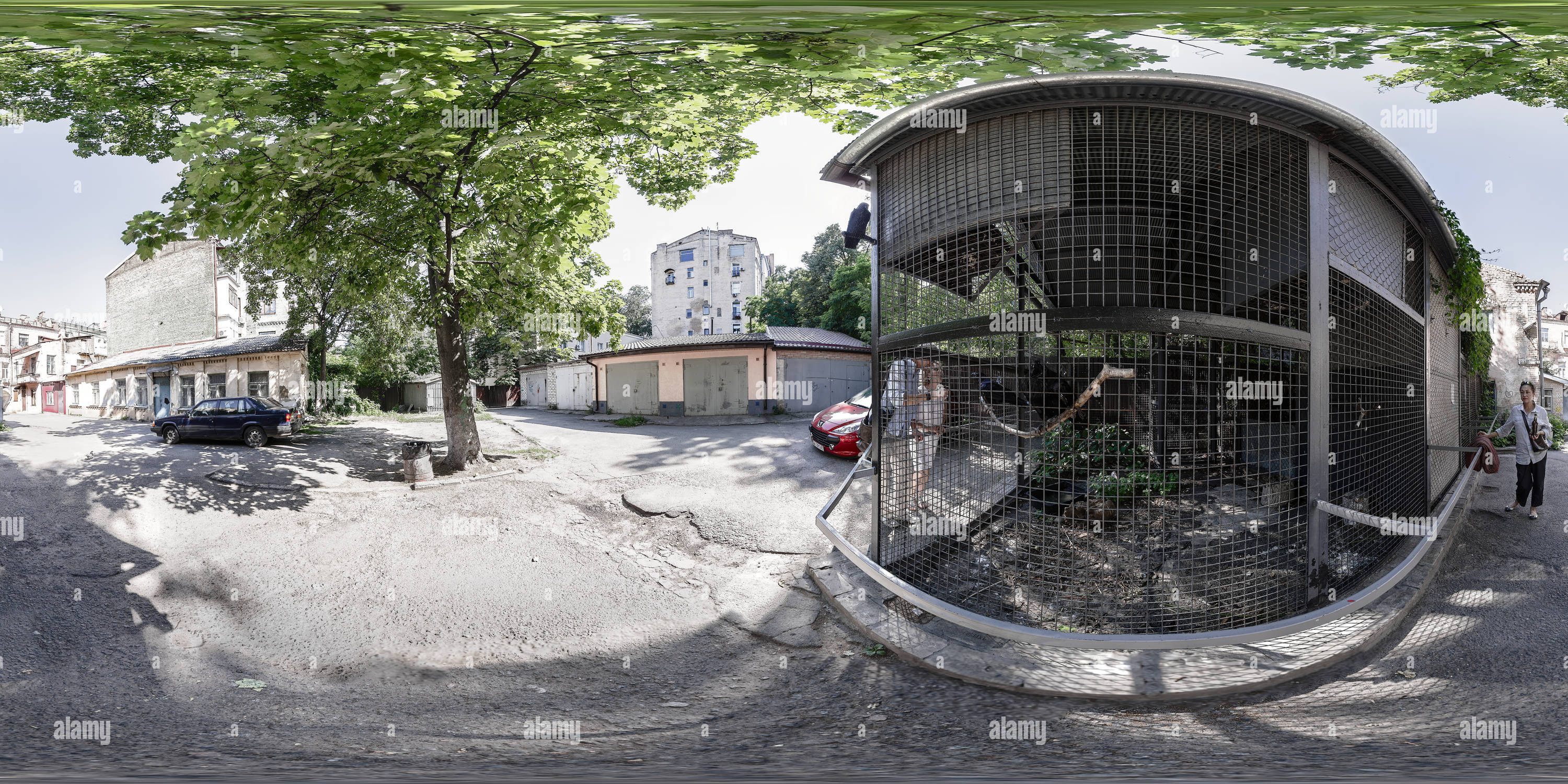 360° view of Ravens in the yard Alamy