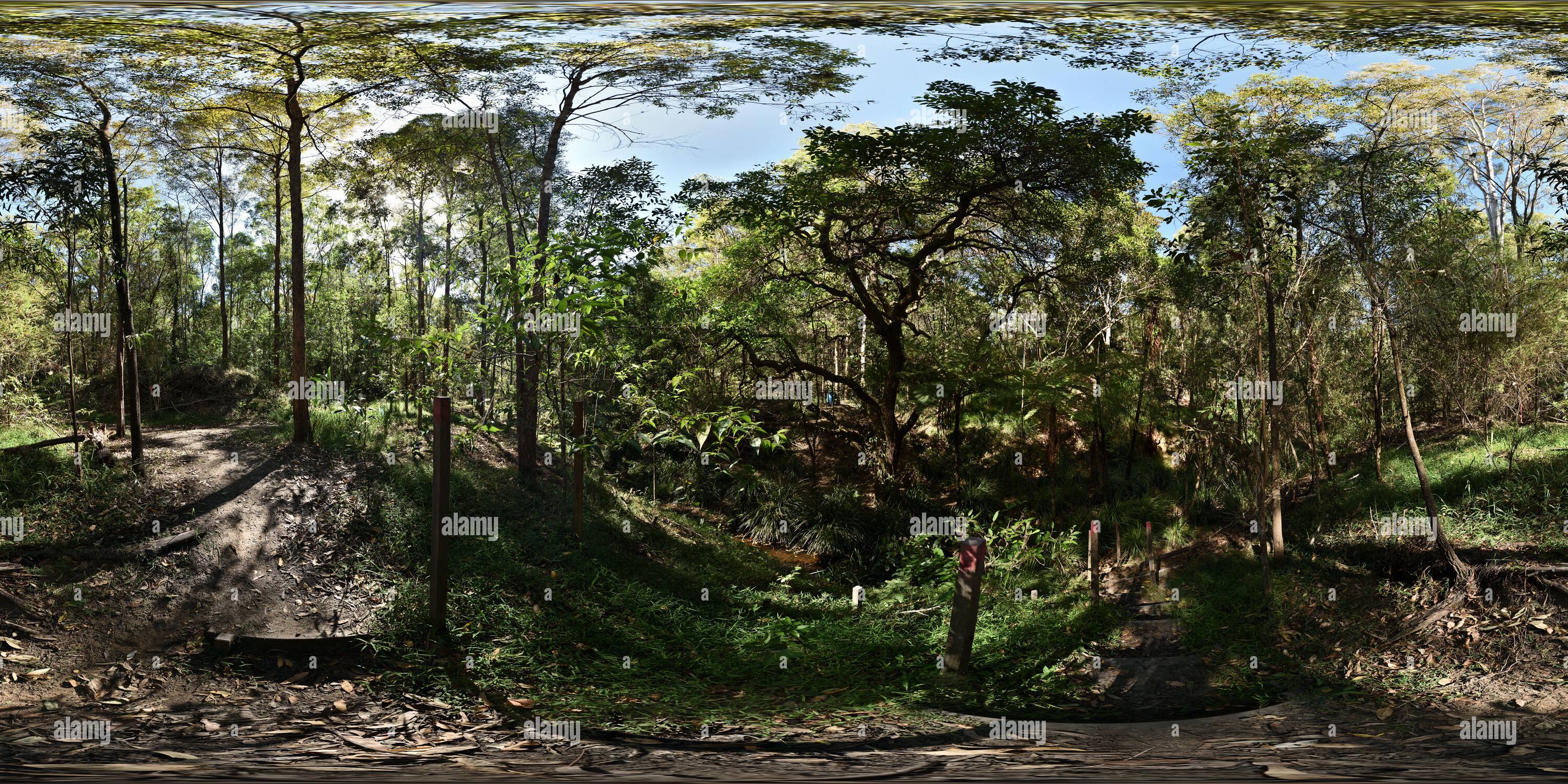 360 degree panoramic view of Lush vegetation, planting stakes and steps, grasses and tree ferns on the banks of Perrin Creek, Bushland Rehabilitation, Seven Hills, Brisbane