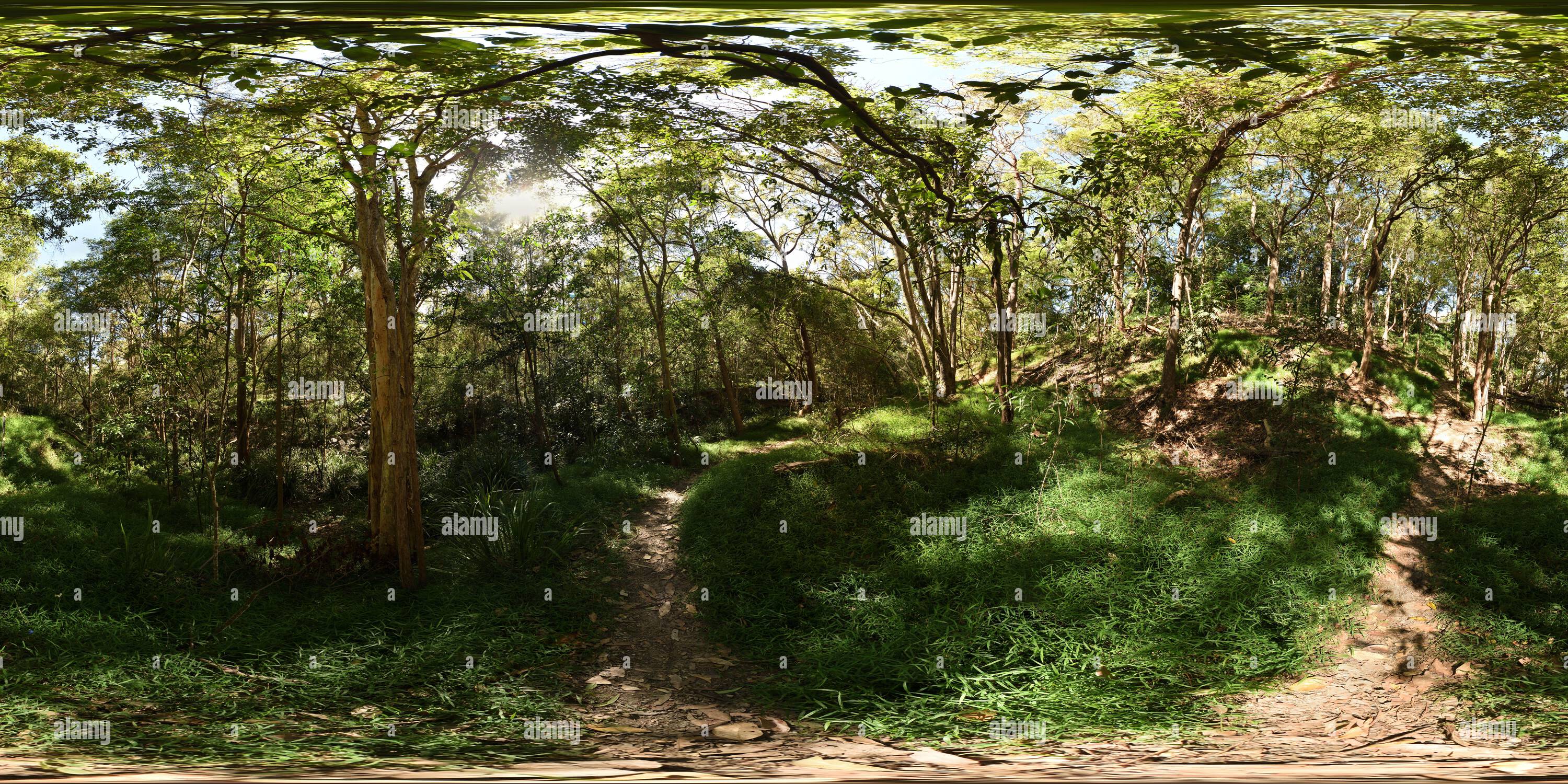 360 degree panoramic view of Seven Hills Bushland Reserve, a green grassy trail following Perrin Creek with Paperbarks and Eucalyptus trees
