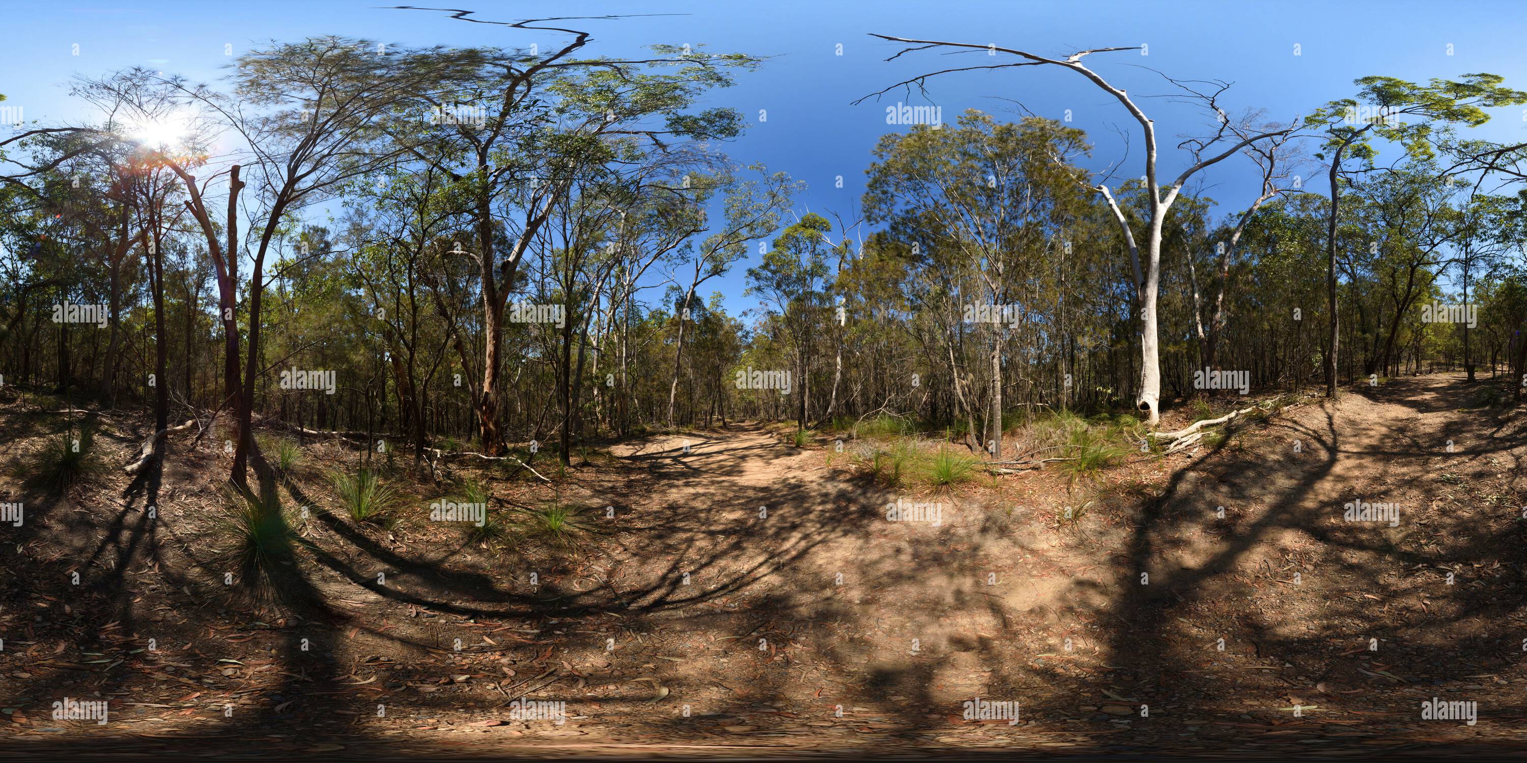 360 degree panoramic view of 360° panorama On the Gully Track, urban scrub Seven Hills Bushland Reserve, Eucalyptus and small Xanthorrhoea, Brisbane, Queensland