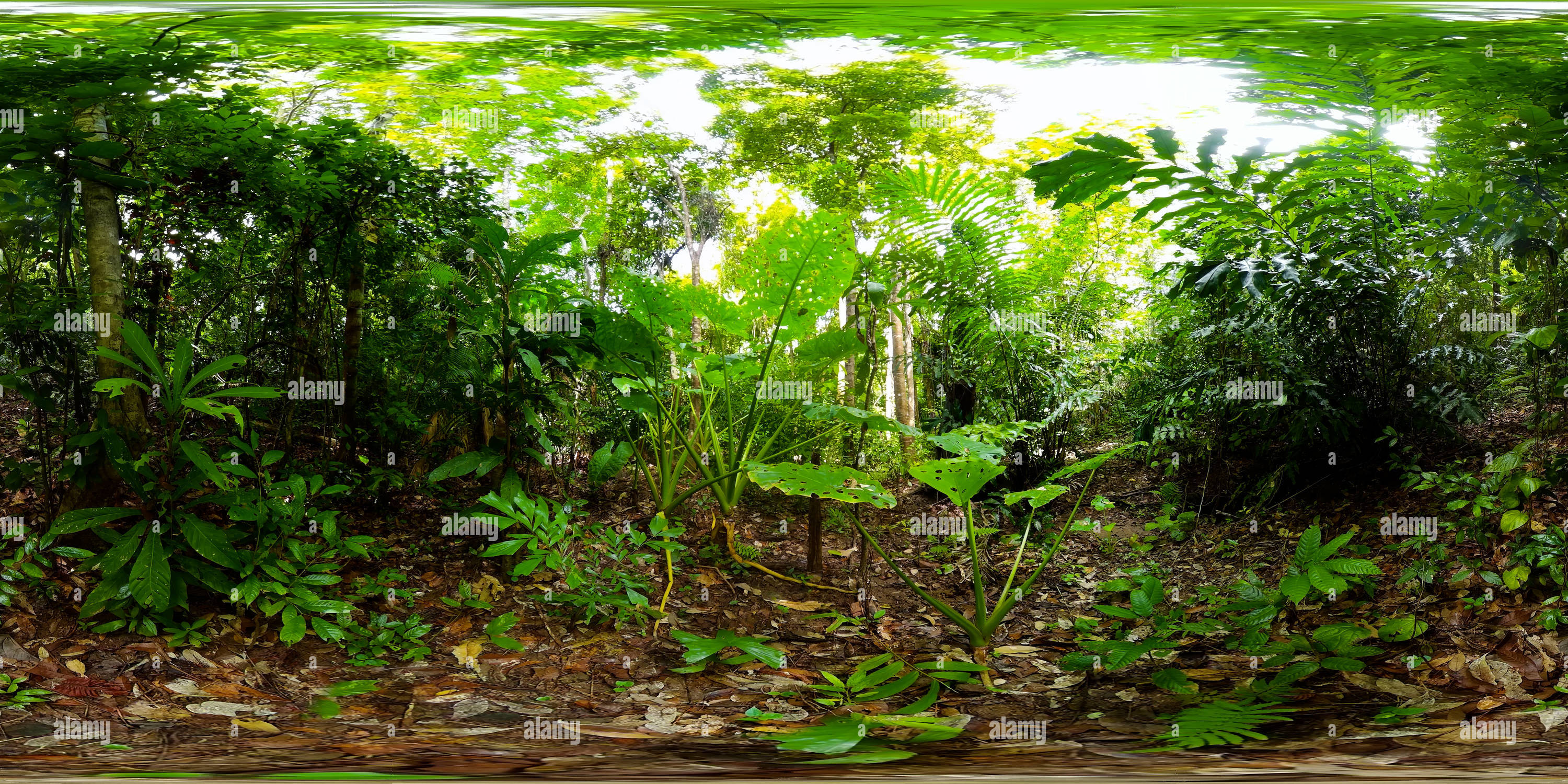 360° view of Rainforest in the Philippines. 360-Degree view - Alamy