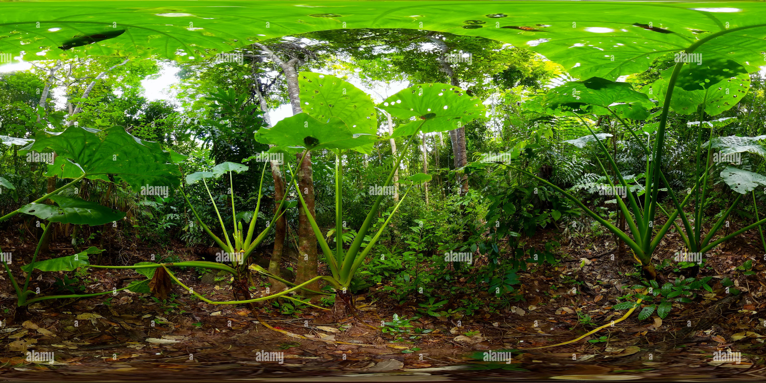 360 degree panoramic view of Jungle with tropical plants.