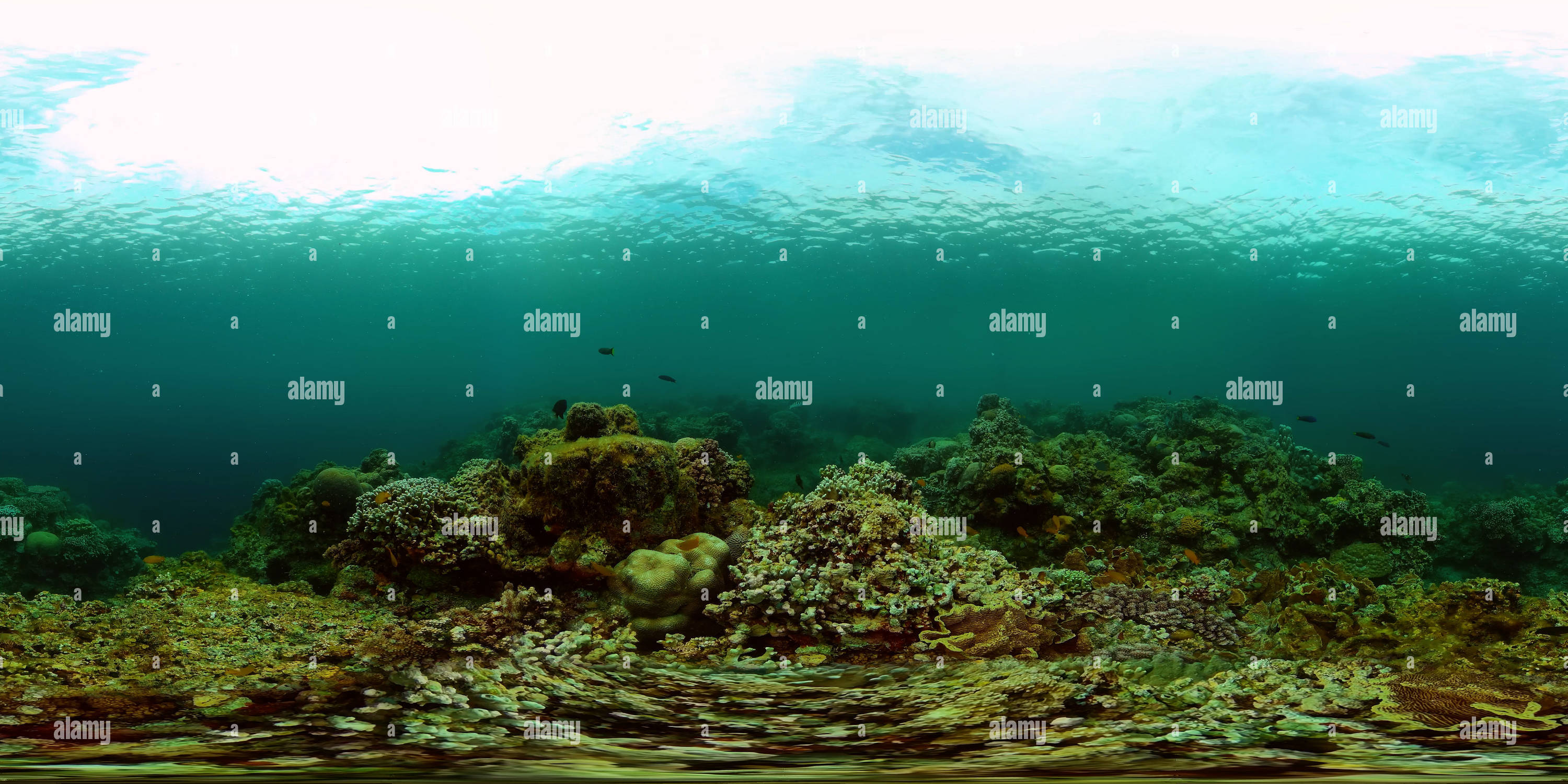 360 degree panoramic view of Tropical underwater sea fish. Philippines.