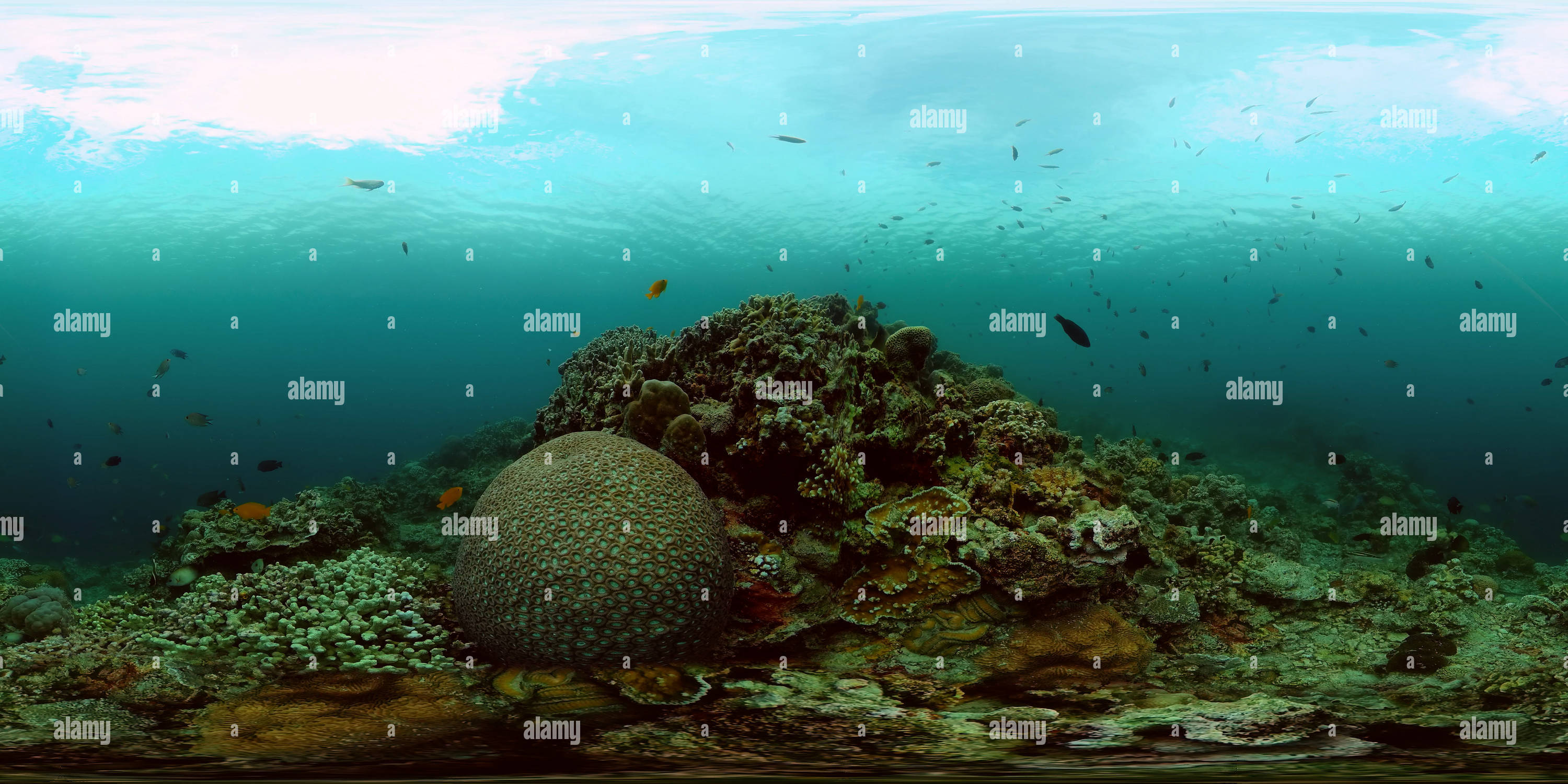 360 degree panoramic view of Coral reef with fish underwater.