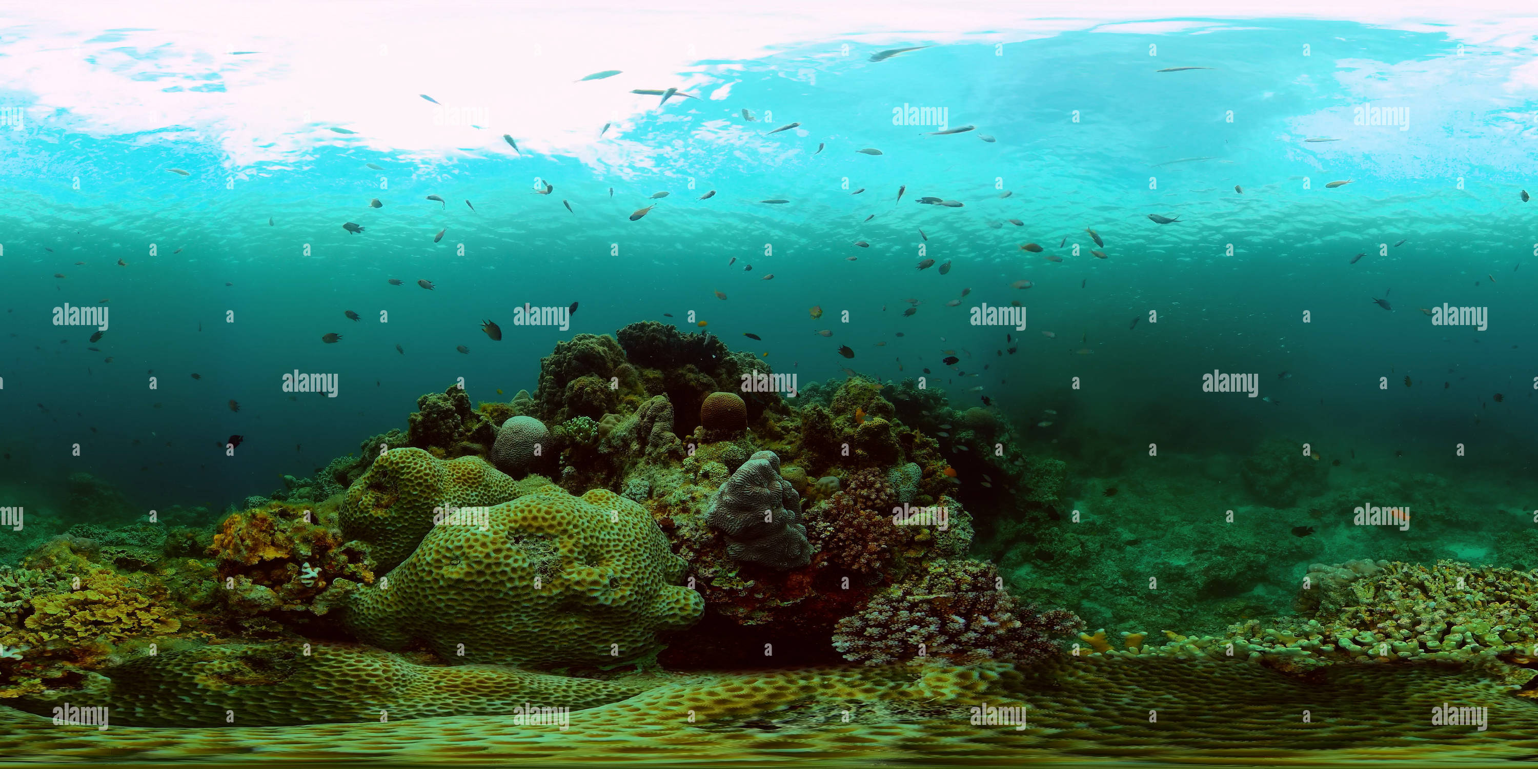 Virtual Reefs Virtual coral reef hi-res stock photography and images - Alamy