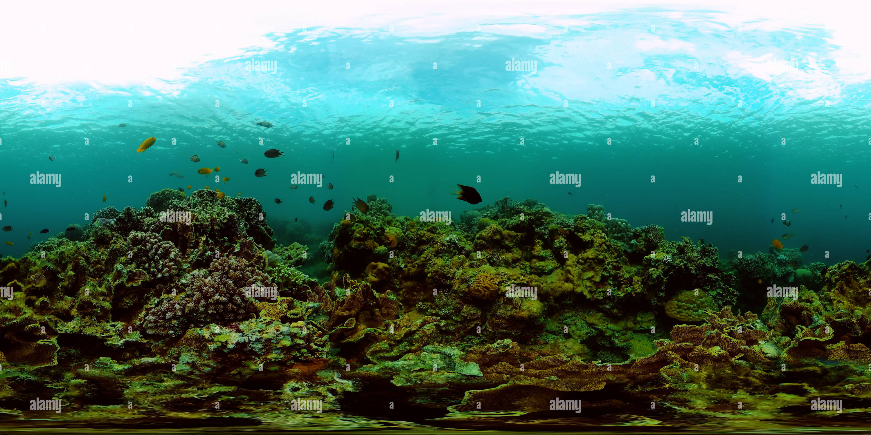 360 degree panoramic view of Underwater fish reef marine.