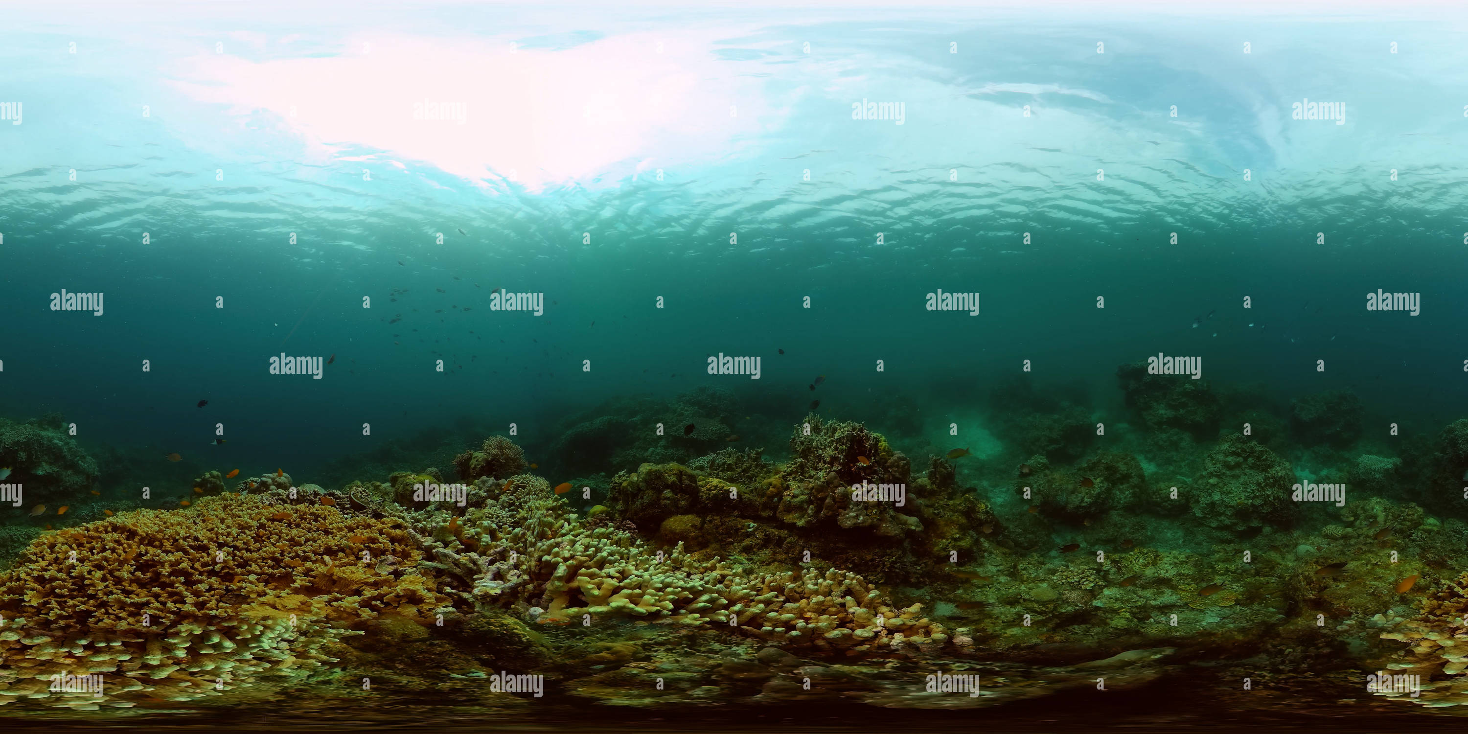 360 degree panoramic view of Tropical coral reef and fishes underwater. Hard and soft corals. Philippines.