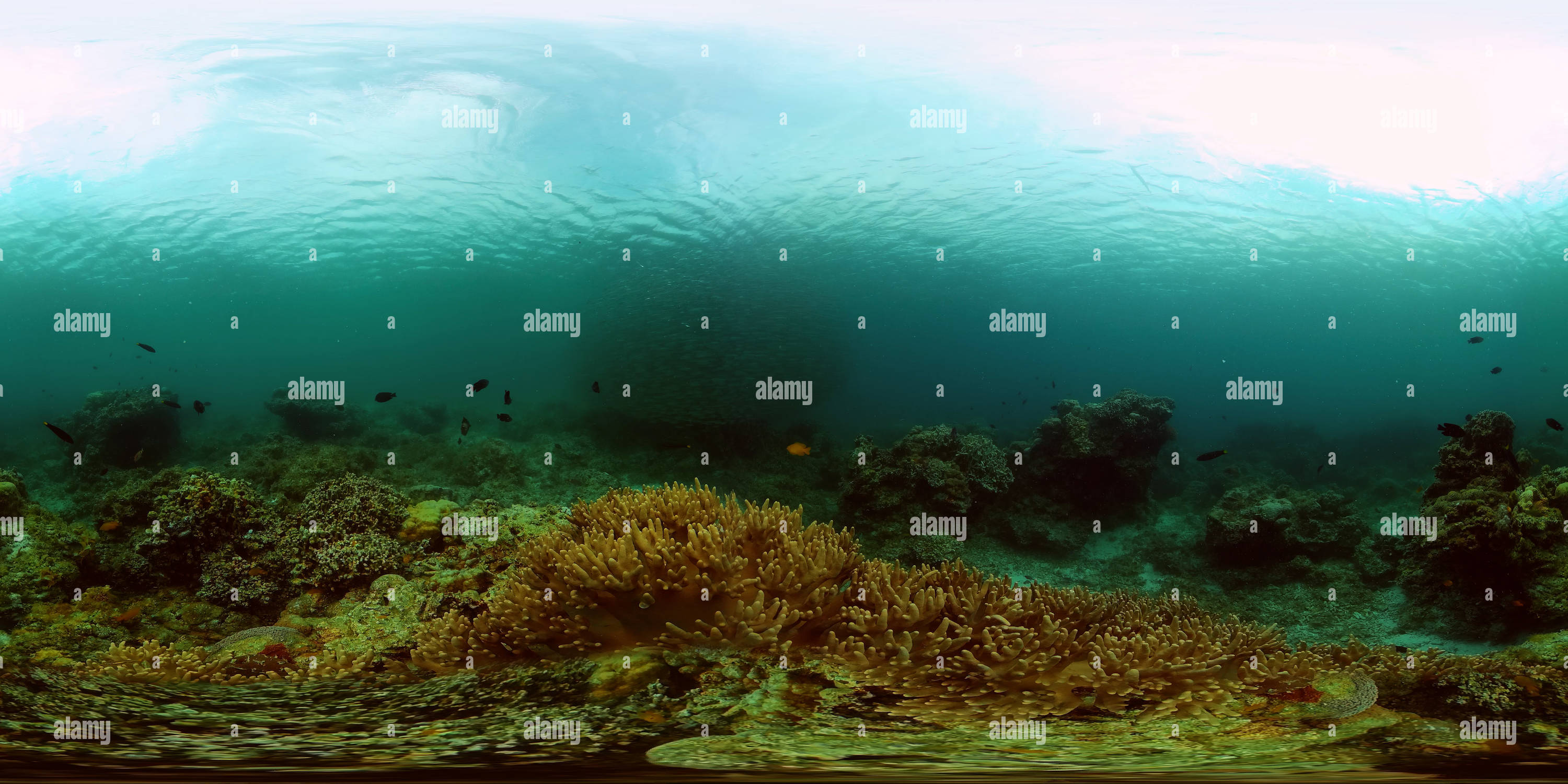 360 degree panoramic view of Tropical coral reef seascape with fishes, hard and soft corals.