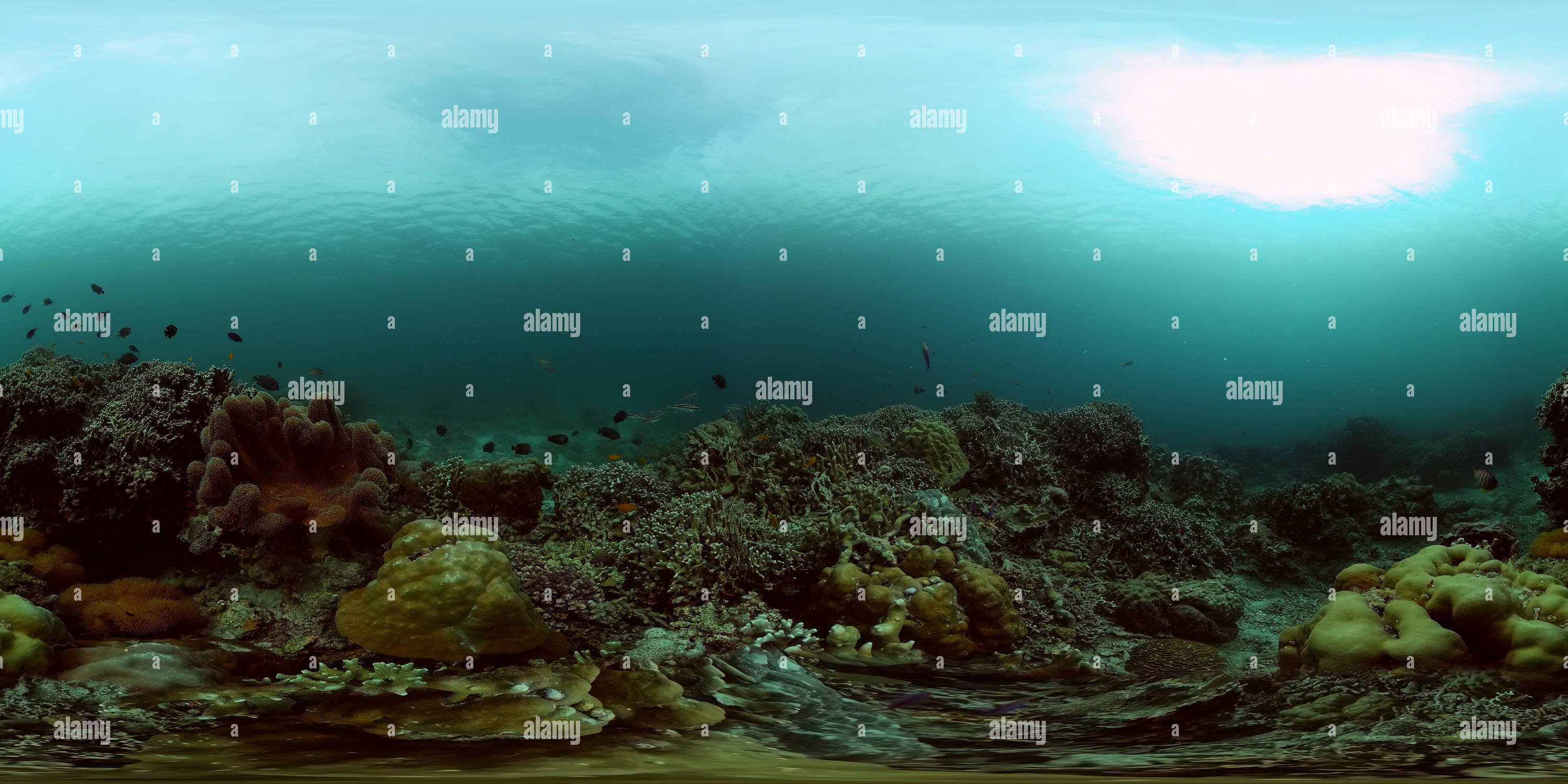 360 degree panoramic view of Underwater fish garden reef.