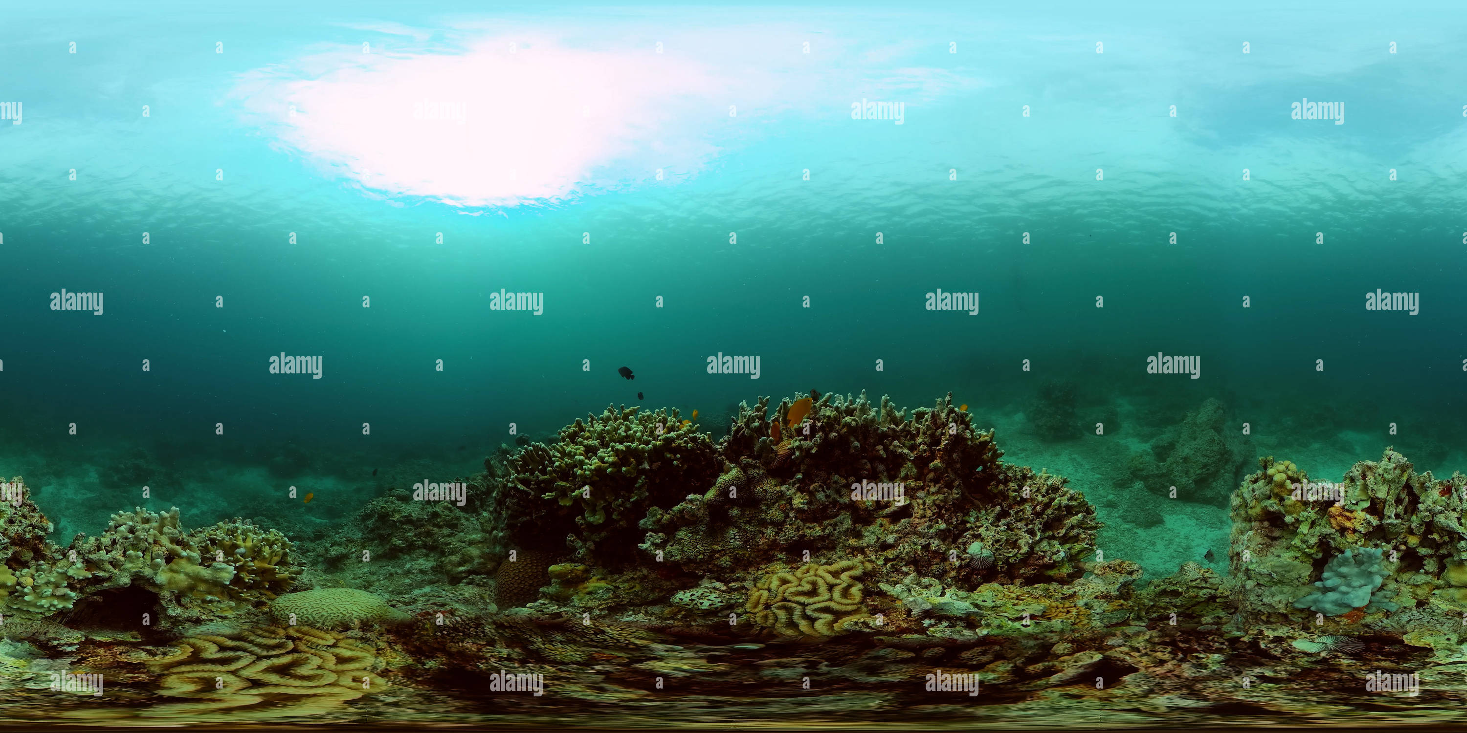 360 degree panoramic view of wonderful and beautiful underwater colorful fishes and corals