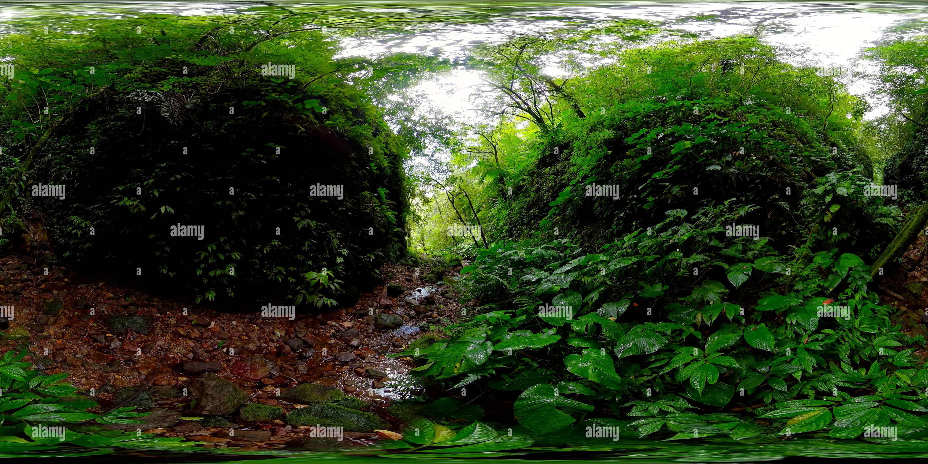 360 degree panoramic view of Rainforest and canyon in the mountains