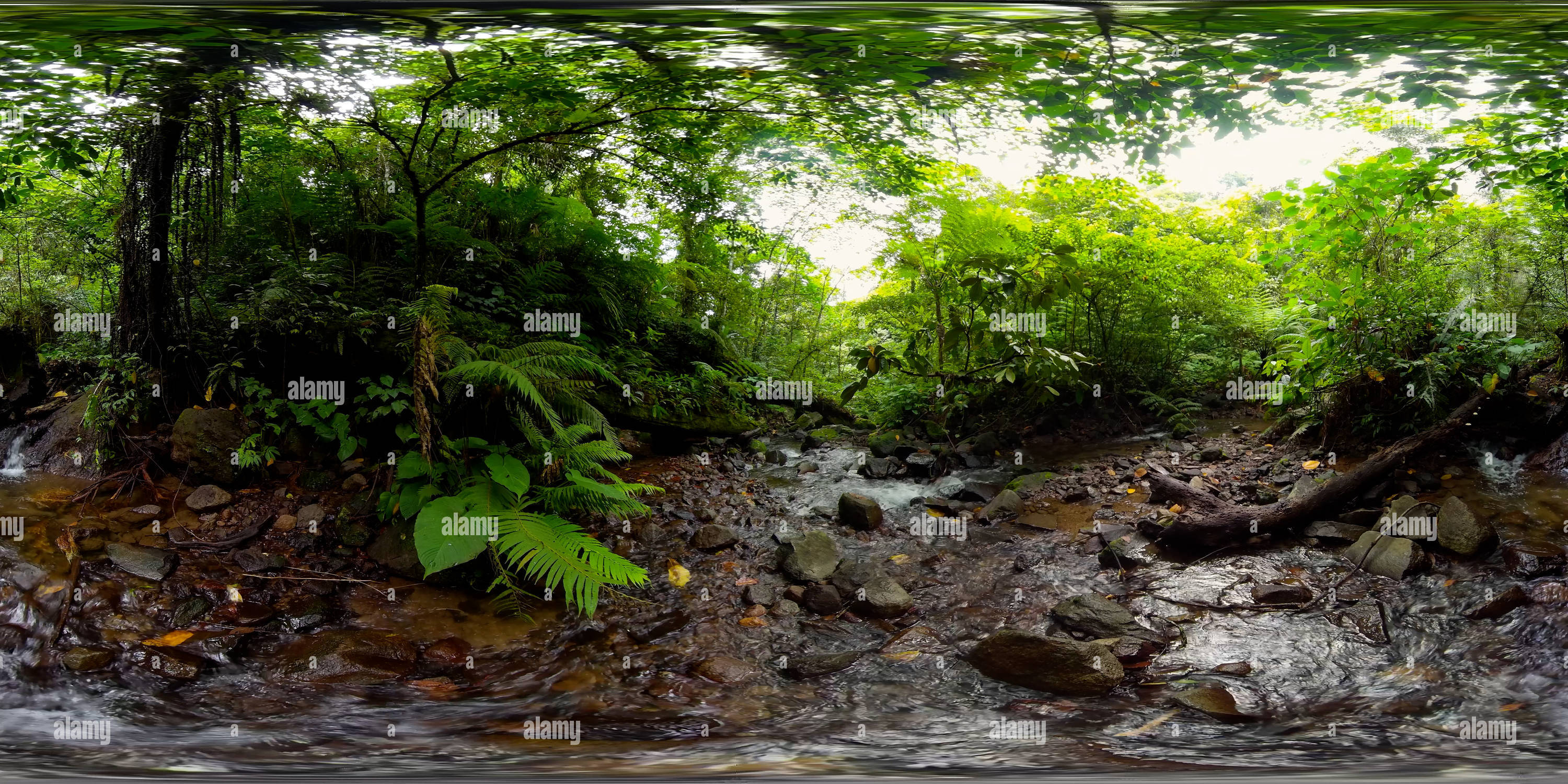360 degree panoramic view of River in the jungle among tropical vegetation.