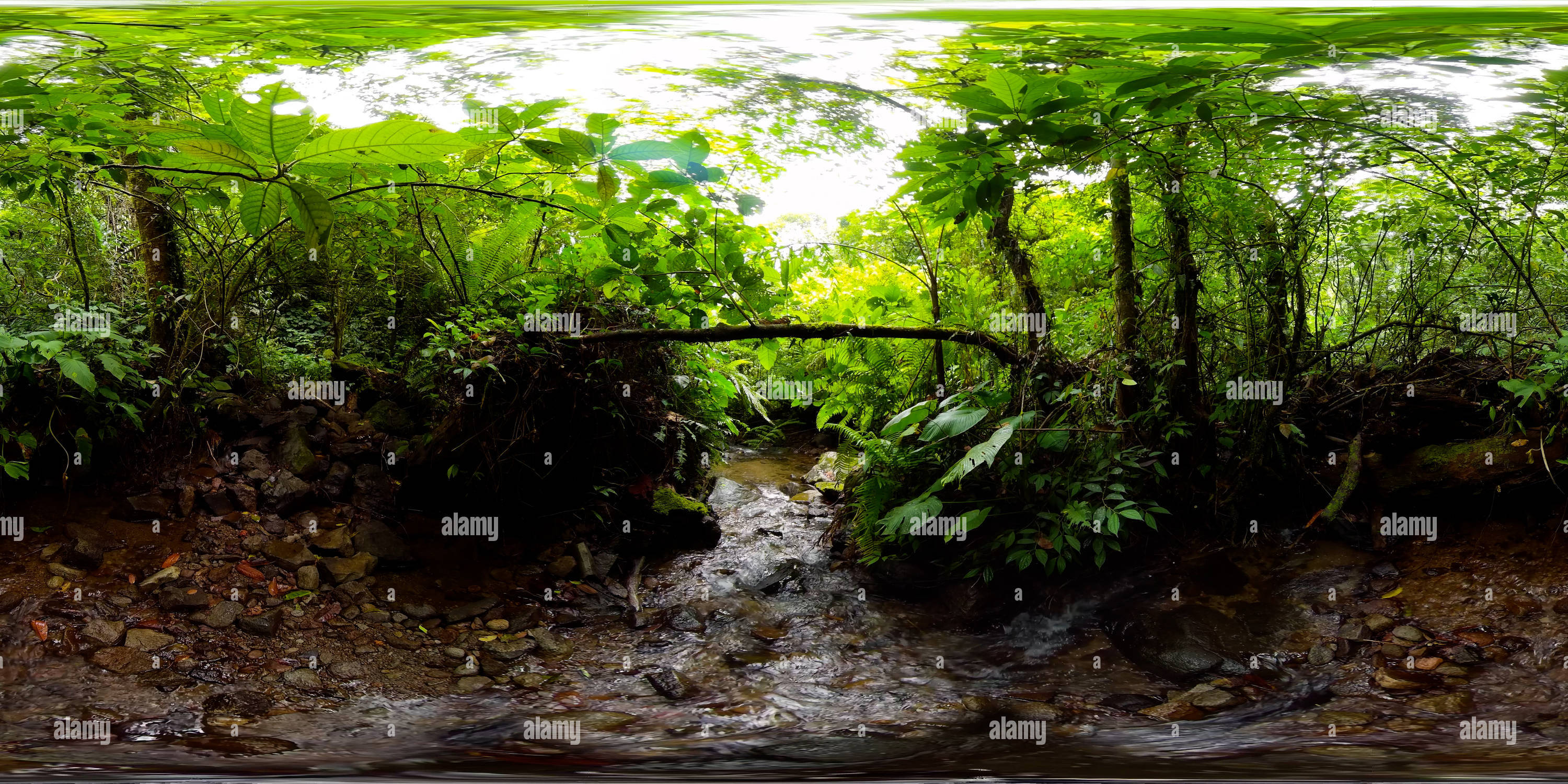 360 degree panoramic view of Stream in the rainforest.