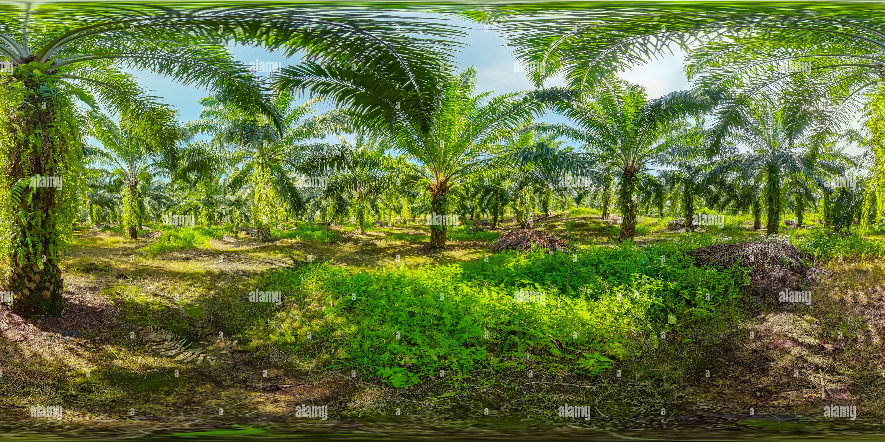 360 degree panoramic view of Oil palm plantations.