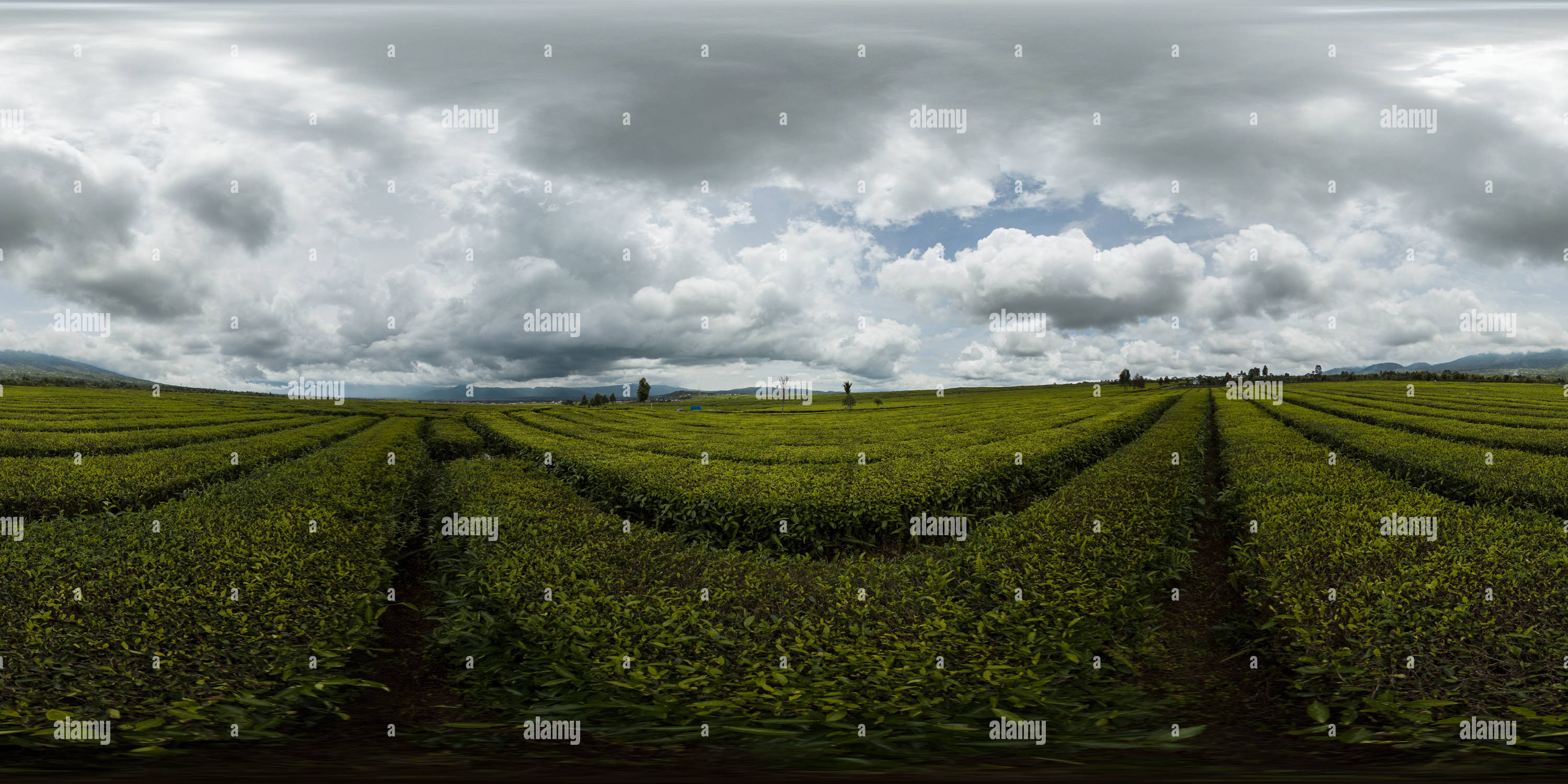 360 degree panoramic view of Kayu Aro Tea Plantation. Indonesia. Virtual Reality 360.
