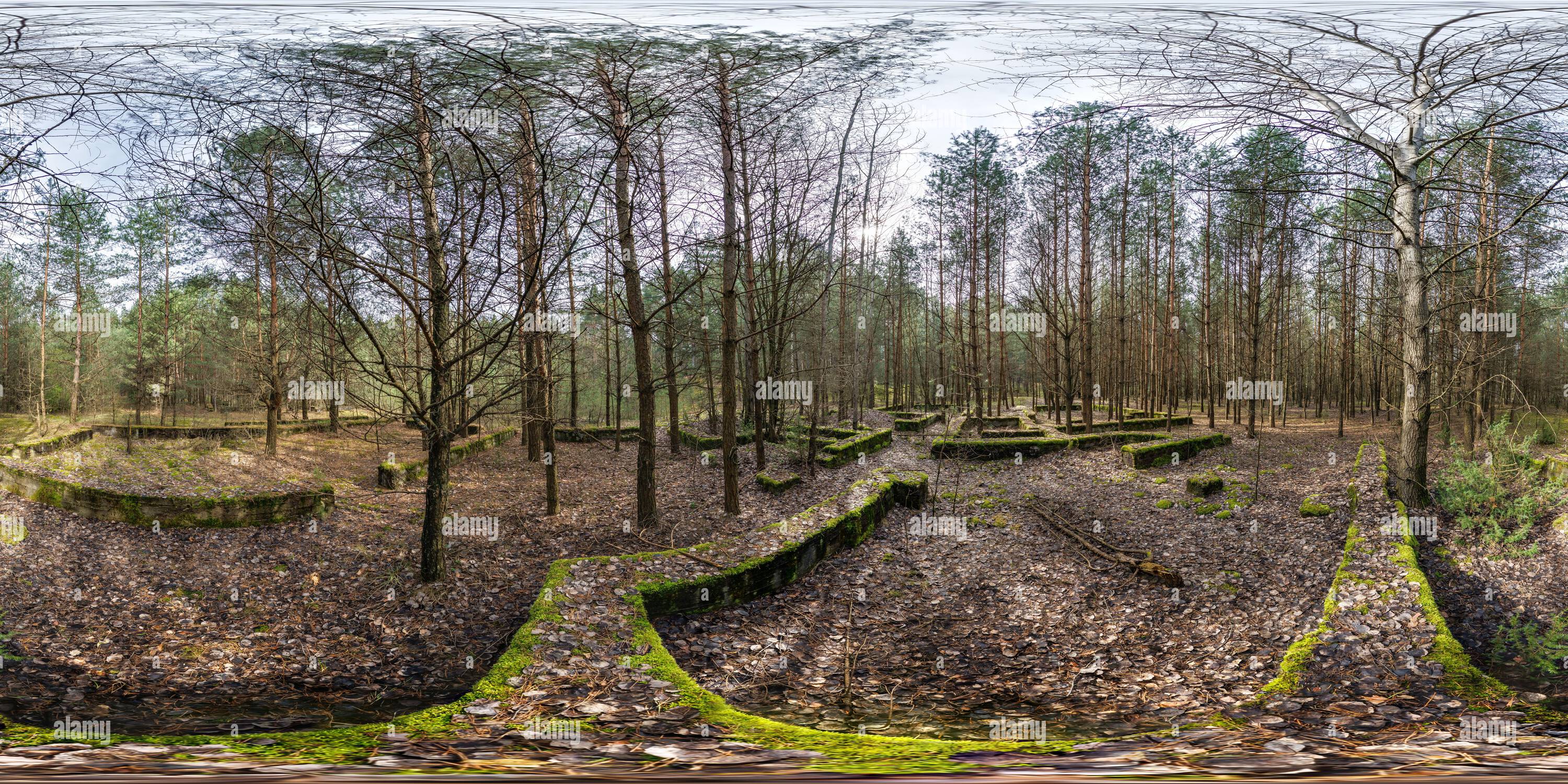 360° view of hdri panorama 360 in pine forest near concrete foundation ...