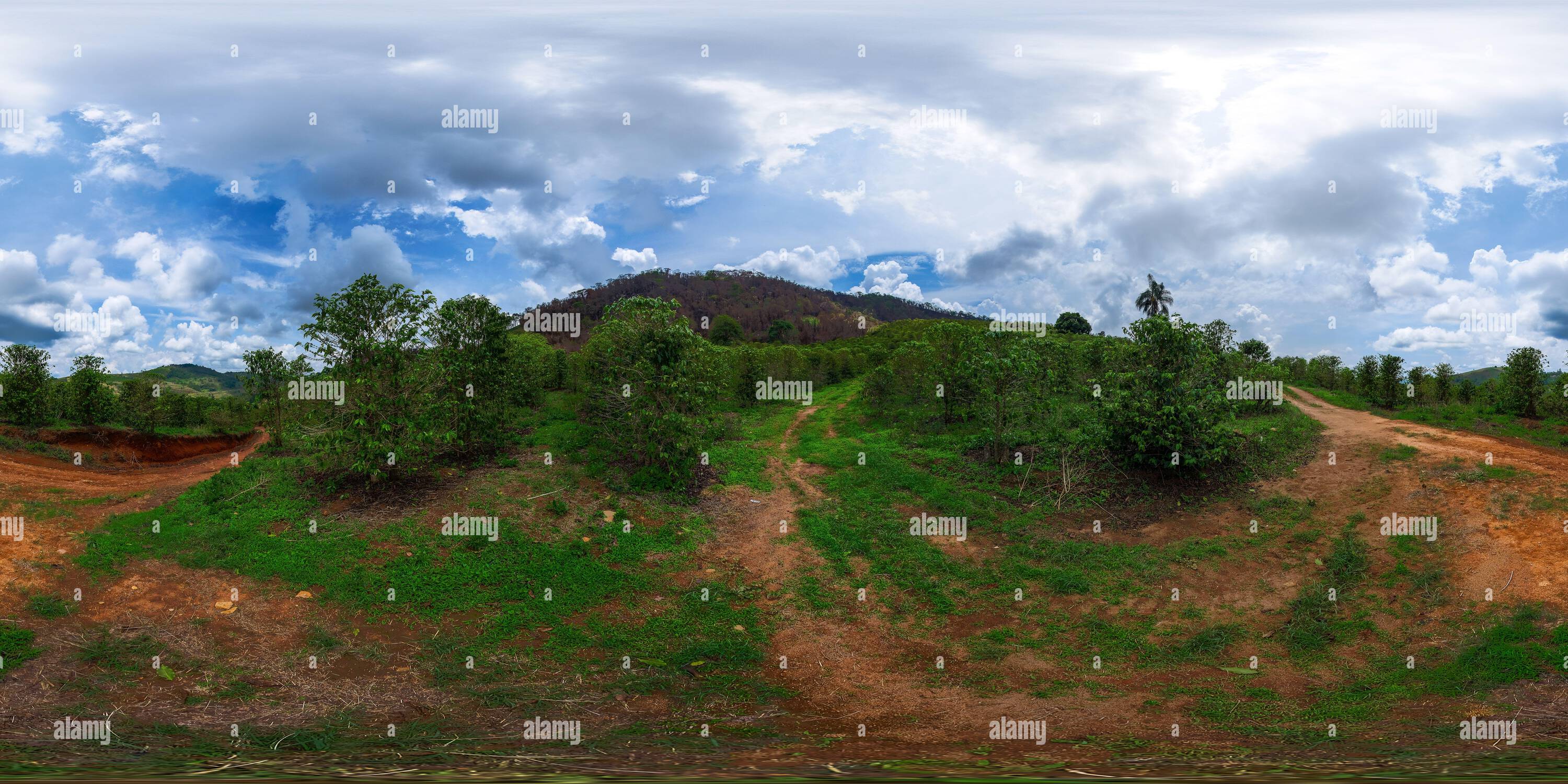 360 degree panoramic view of 360 degree photo of coffee plantation on mountainous farm with parts of native vegetation