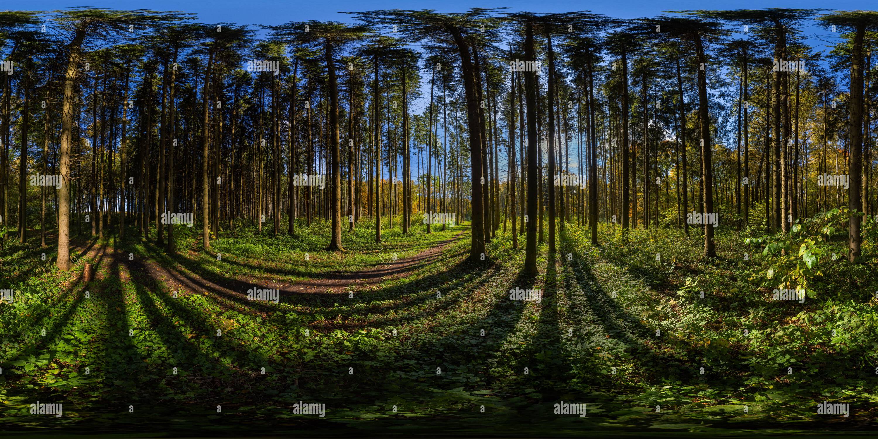 360 vr green yellow forest hi-res stock photography and images - Alamy