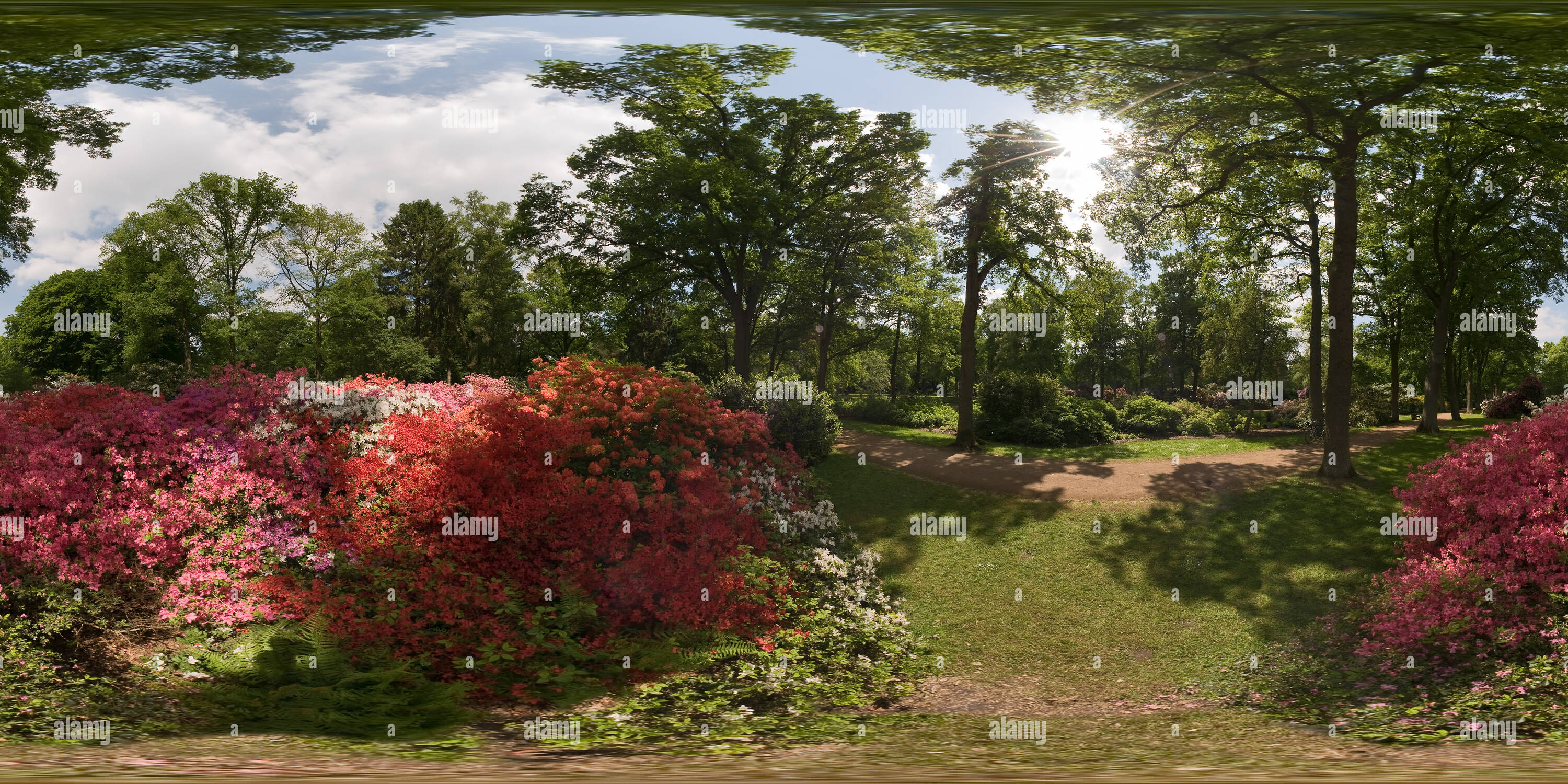 360 degree panoramic view of Rhododendron Park in Full Blossom