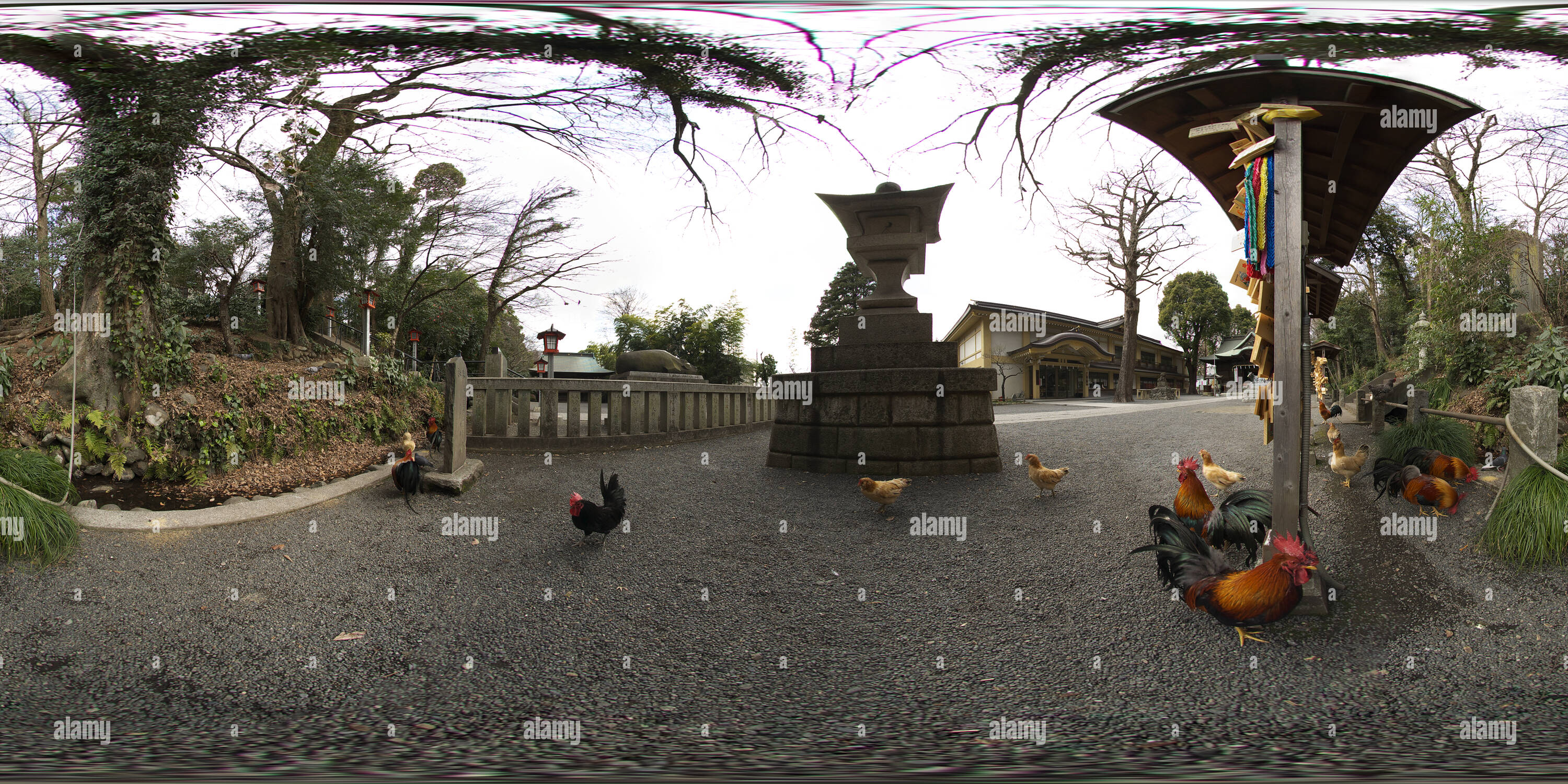 360 degree panoramic view of Japanese bantam