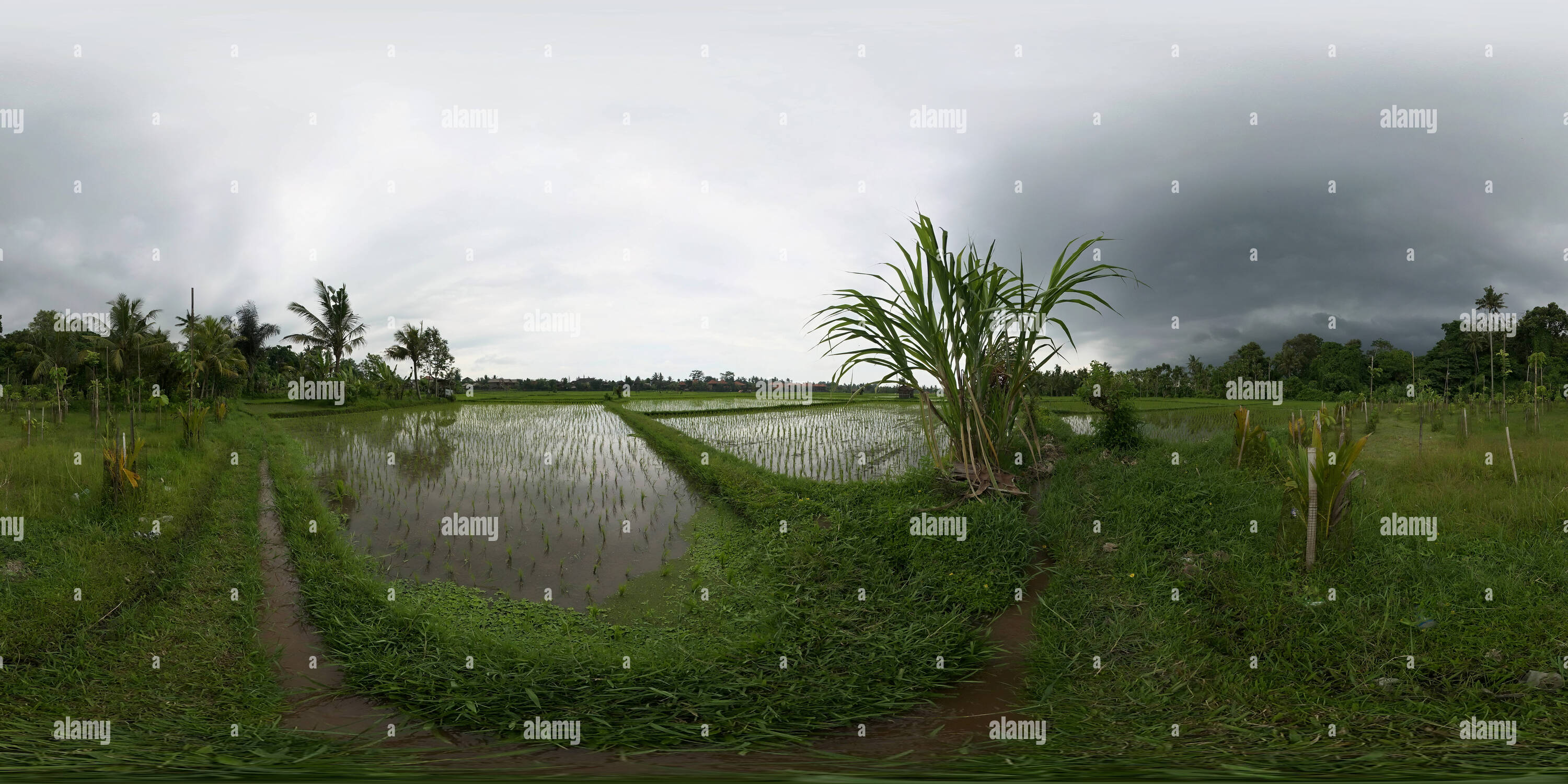 Rice rain hi-res stock photography and images - Alamy