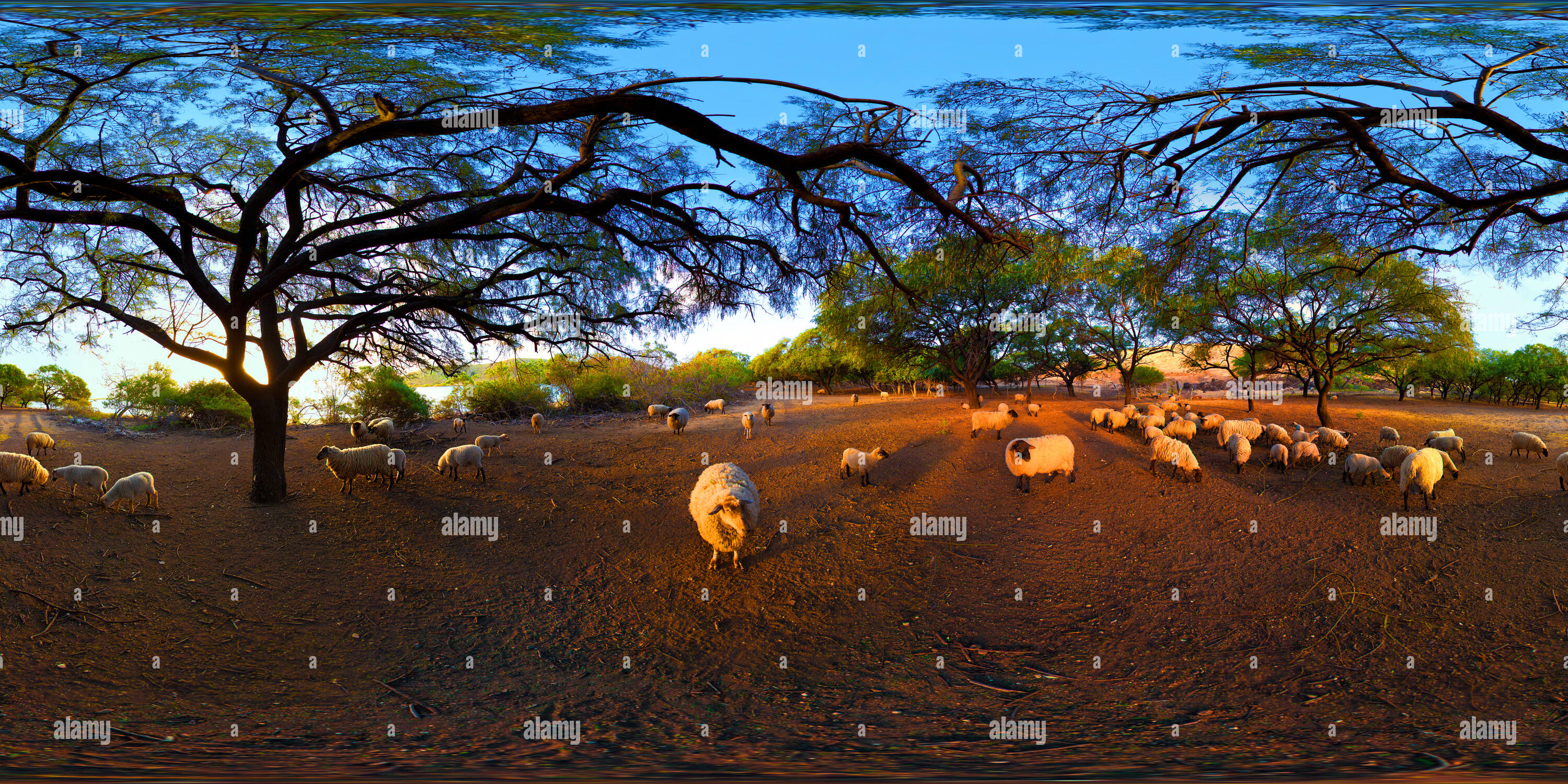 360 degree panoramic view of Sheep at Sunset