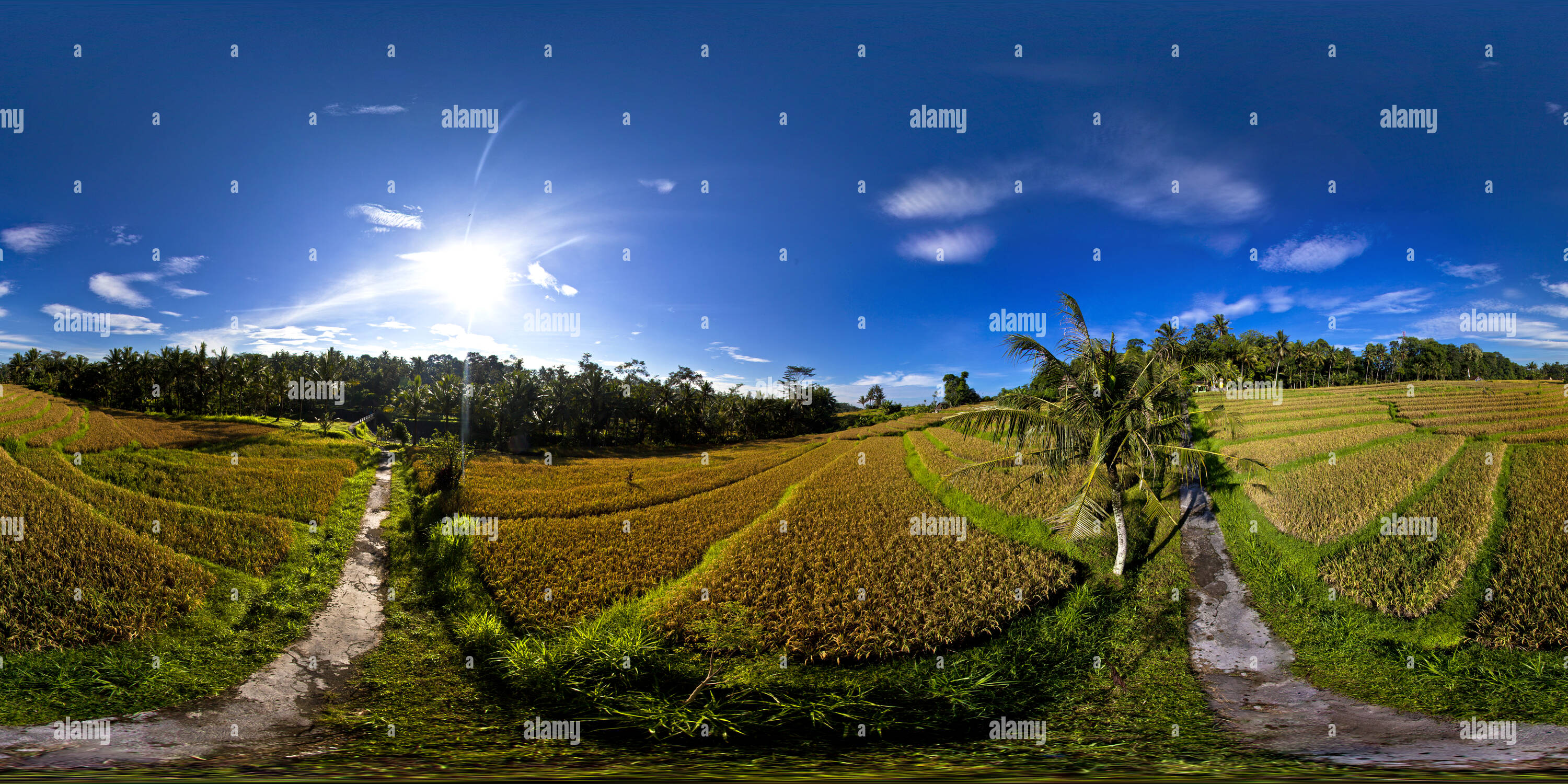 360 degree panoramic view of Umabian Taman Sari Fields