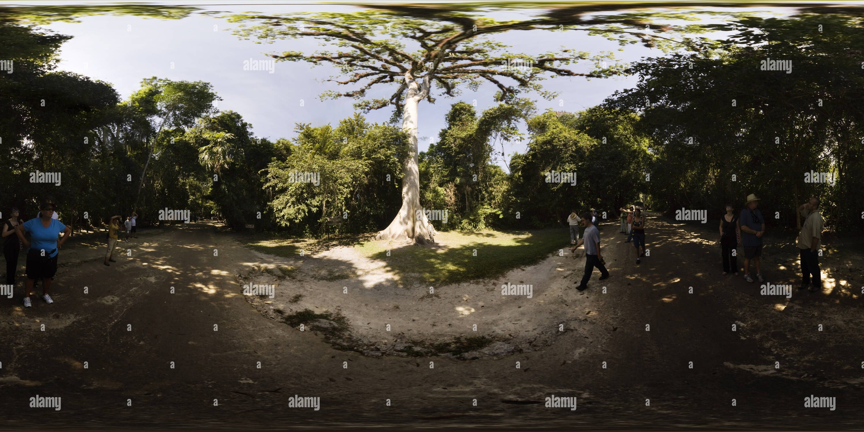 360° view of Ceiba The National Tree of Guatemala Alamy
