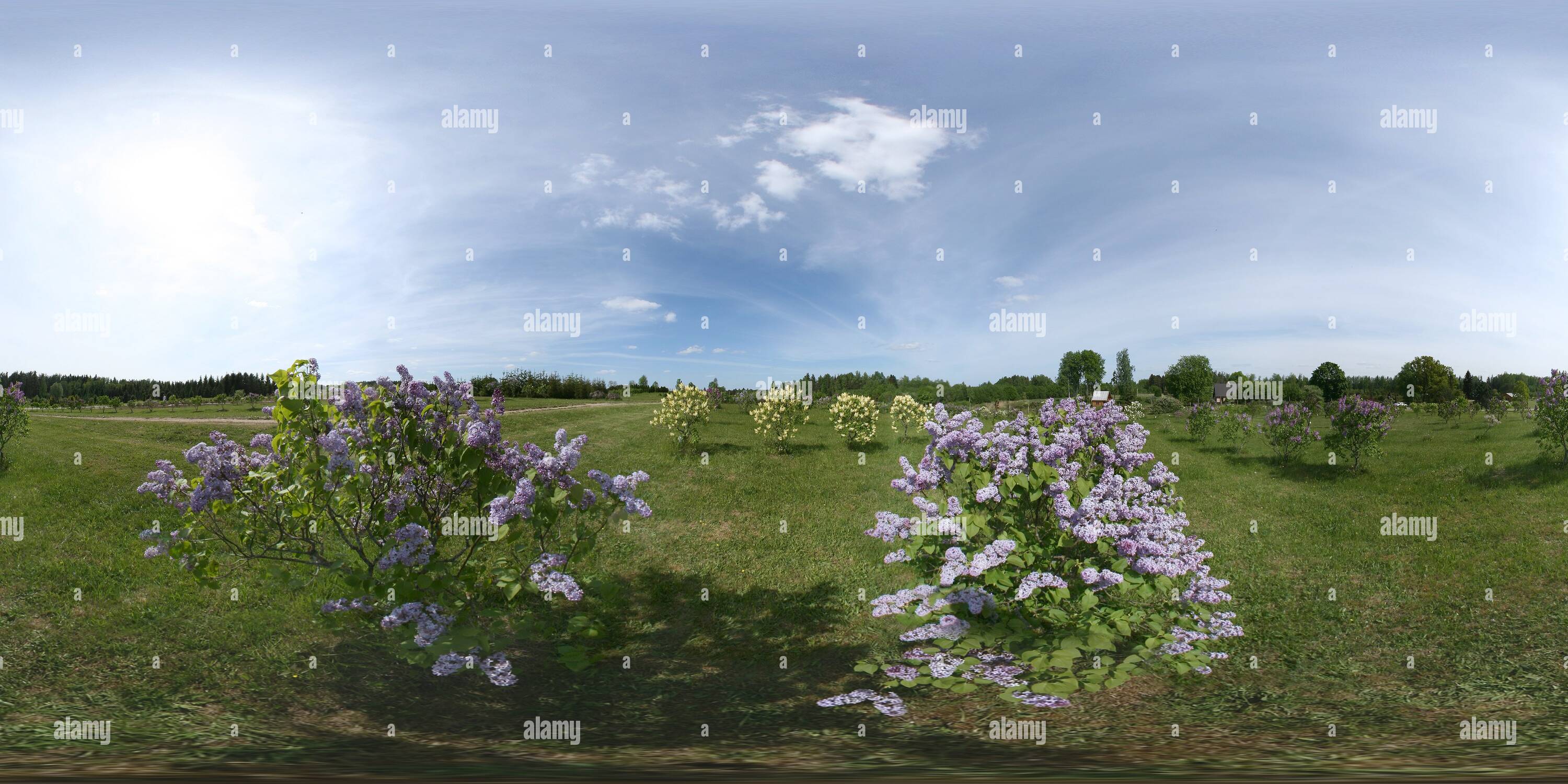 360 degree panoramic view of Blossoming lilac at the Kalsnava Arboretum, Latvia