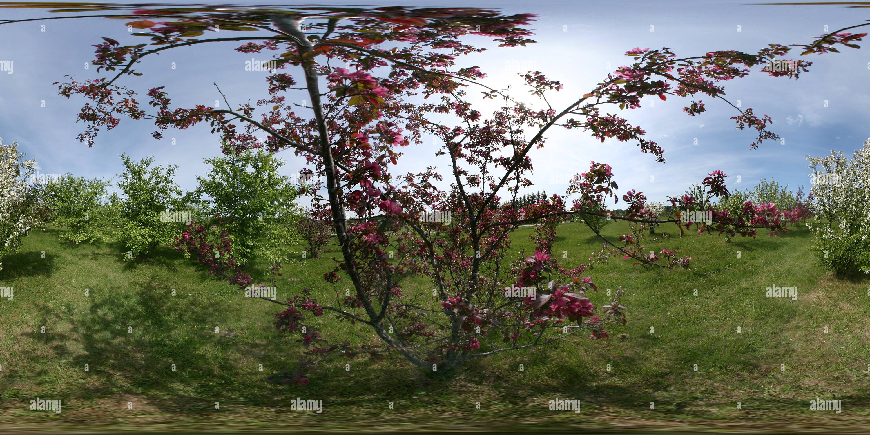 360 degree panoramic view of Blossoming apple-trees at the Kalsnava Arboretum, Latvia