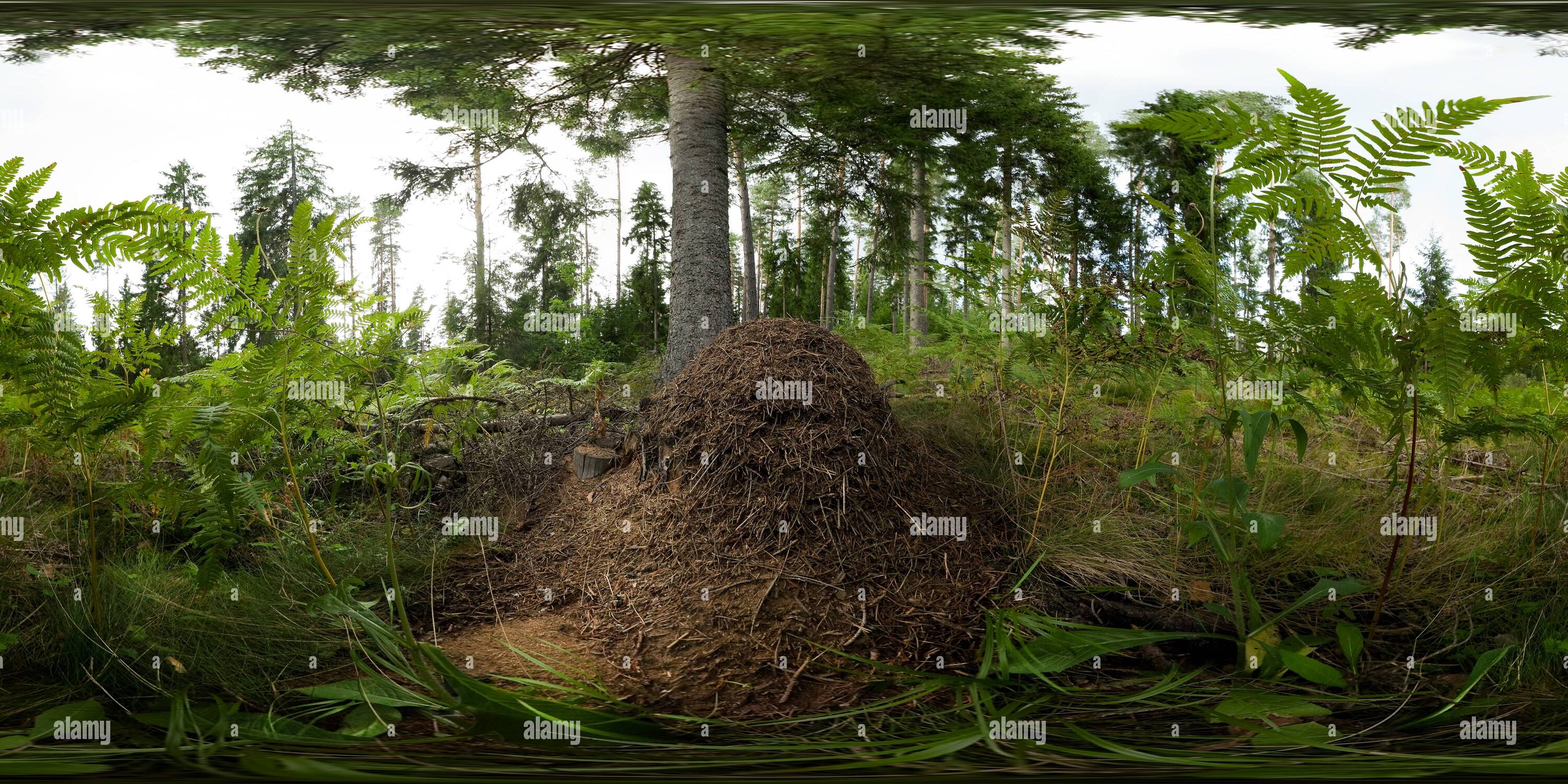 Skudrupuznis hi-res stock photography and images - Alamy