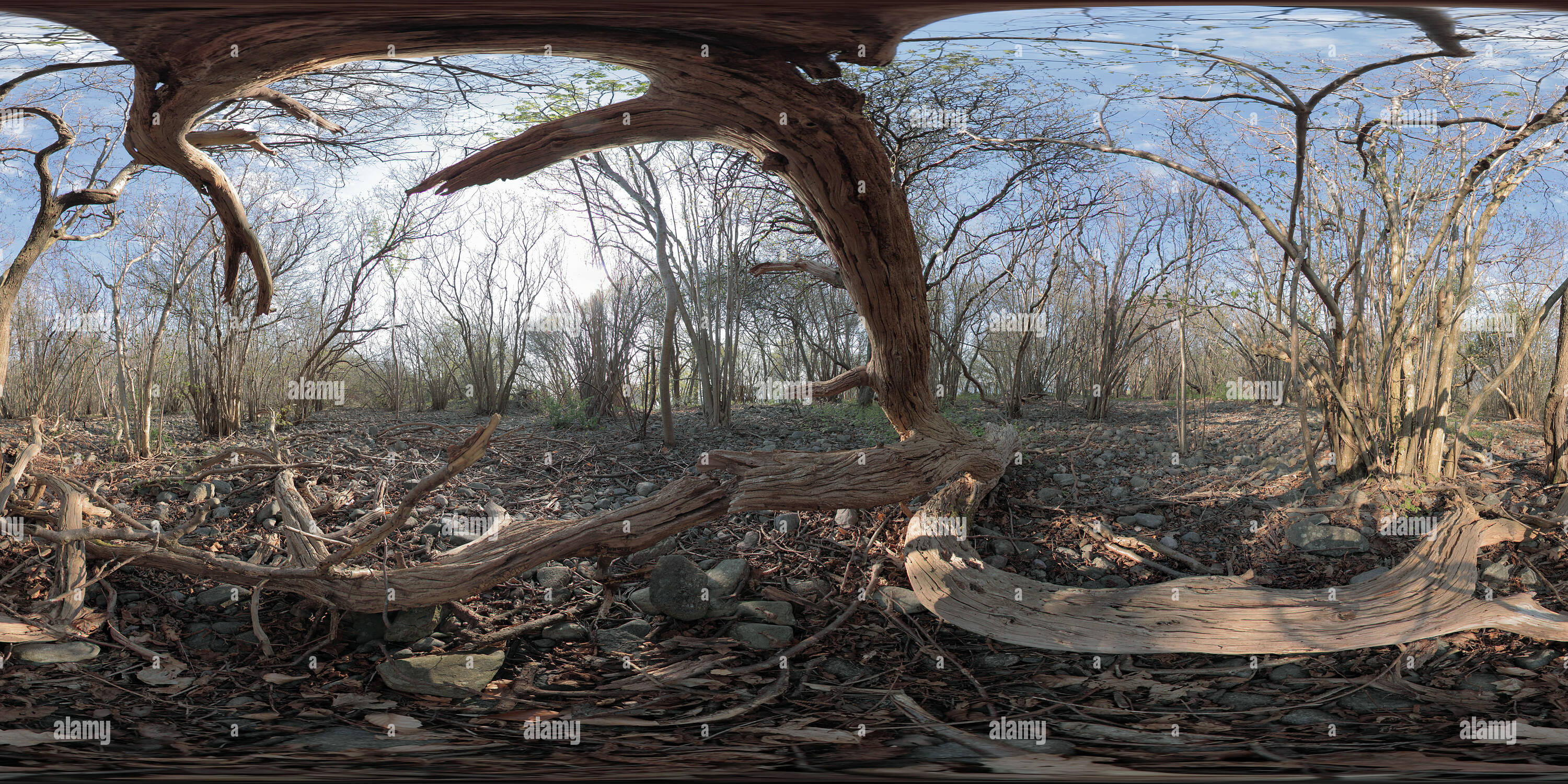 Decomposed tree hi-res stock photography and images - Alamy