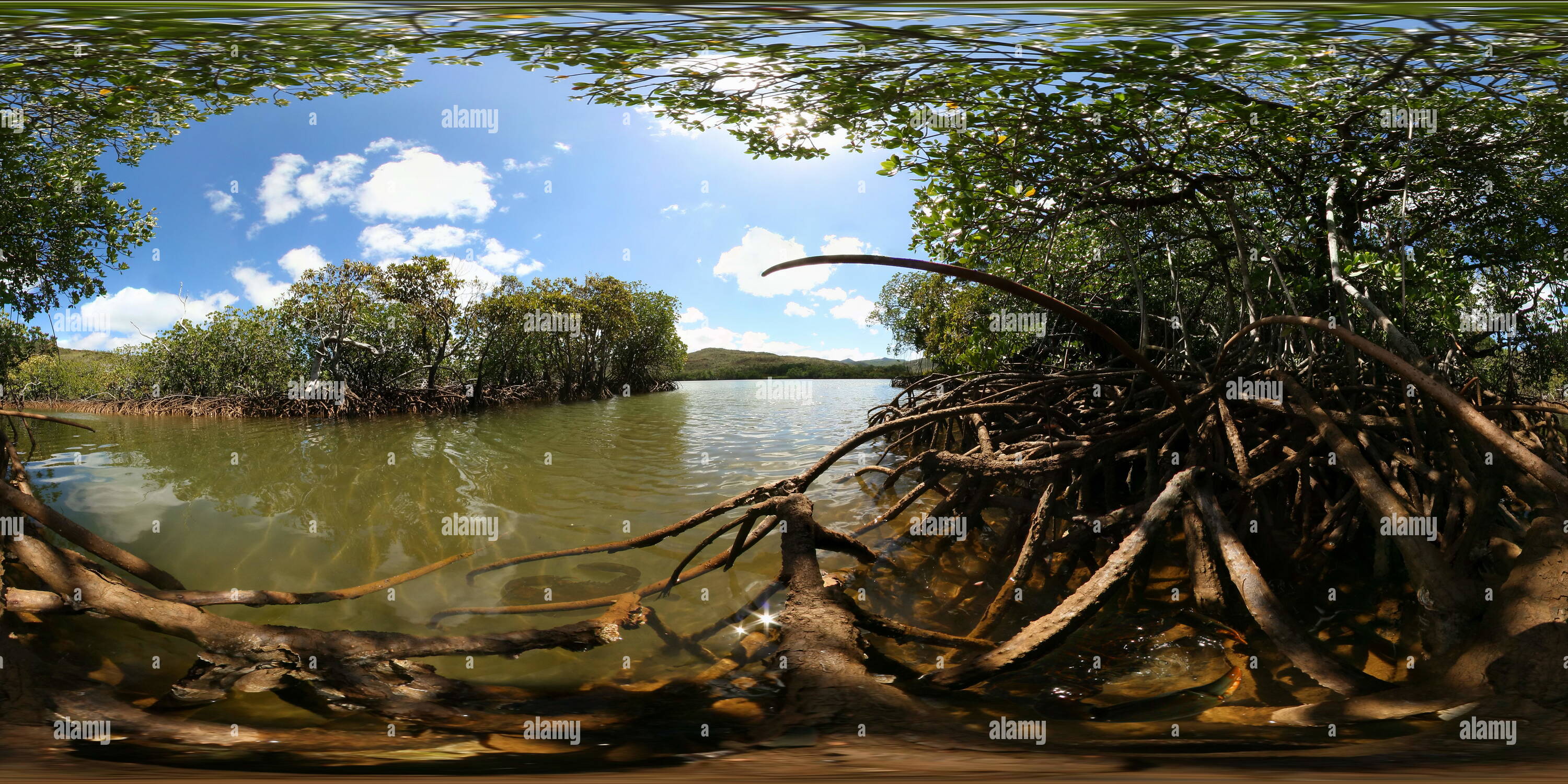 360 degree panoramic view of Mangrove Crabs New Caledonia Baie du Prony